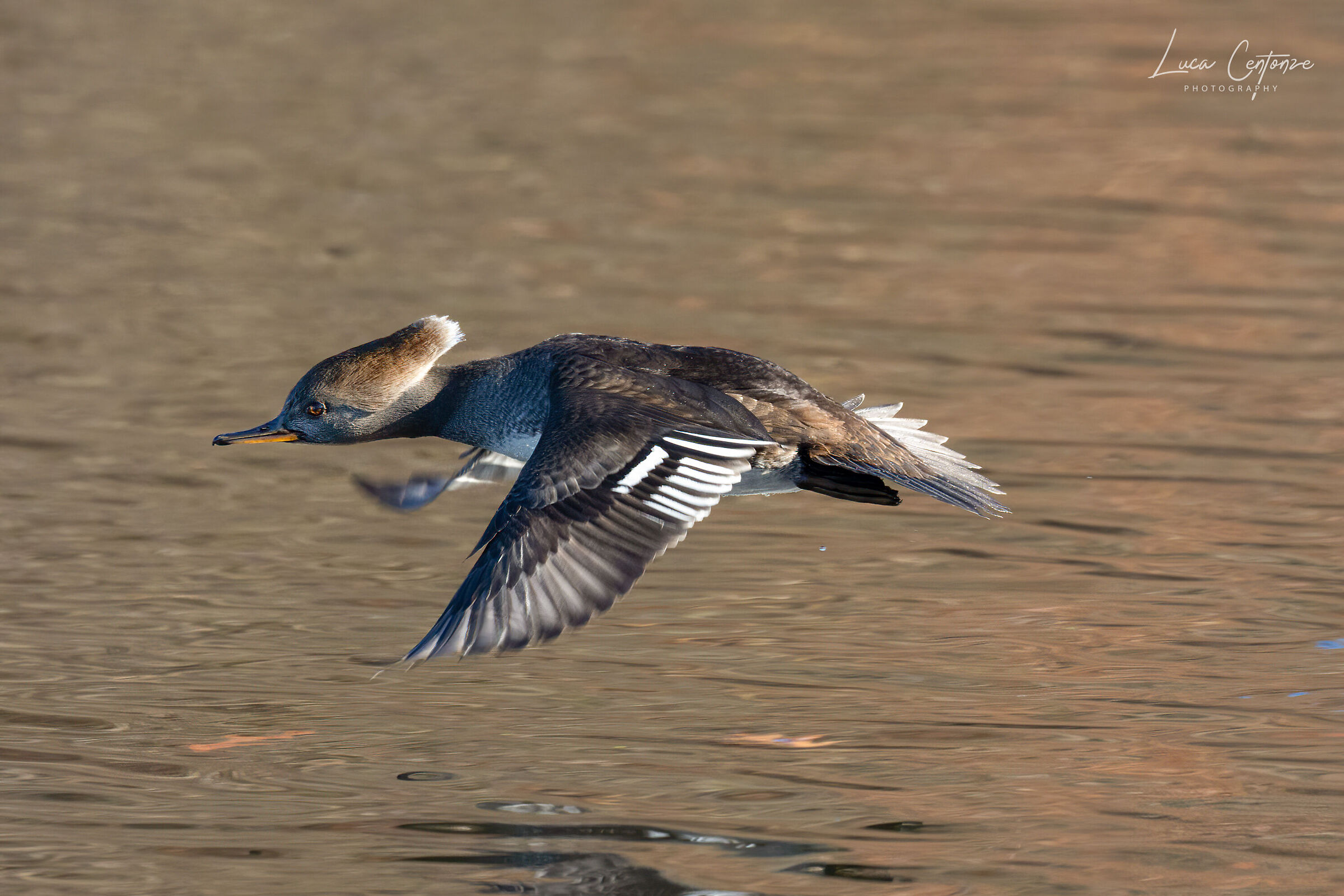 Hooded Merganser (Leophodytes cucullatus)