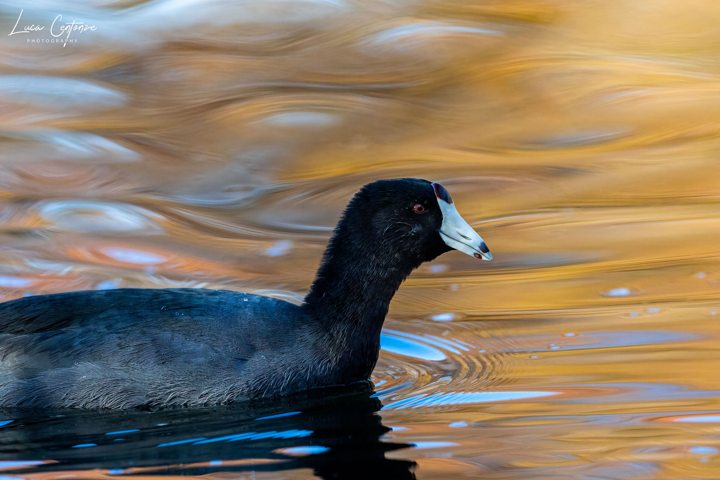 American Coot (Fulica americana)