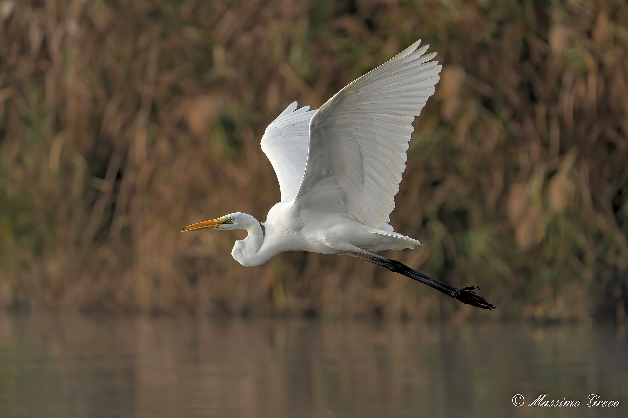 Airone bianco maggiore (Casmerodius albus)