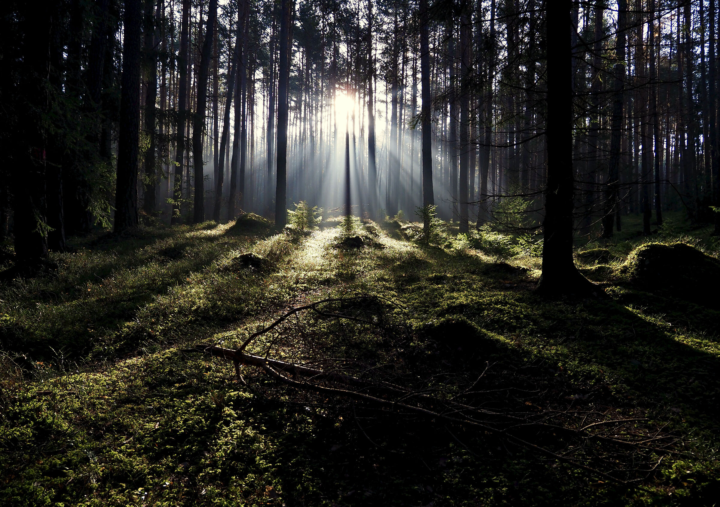 la mattina nel bosco!