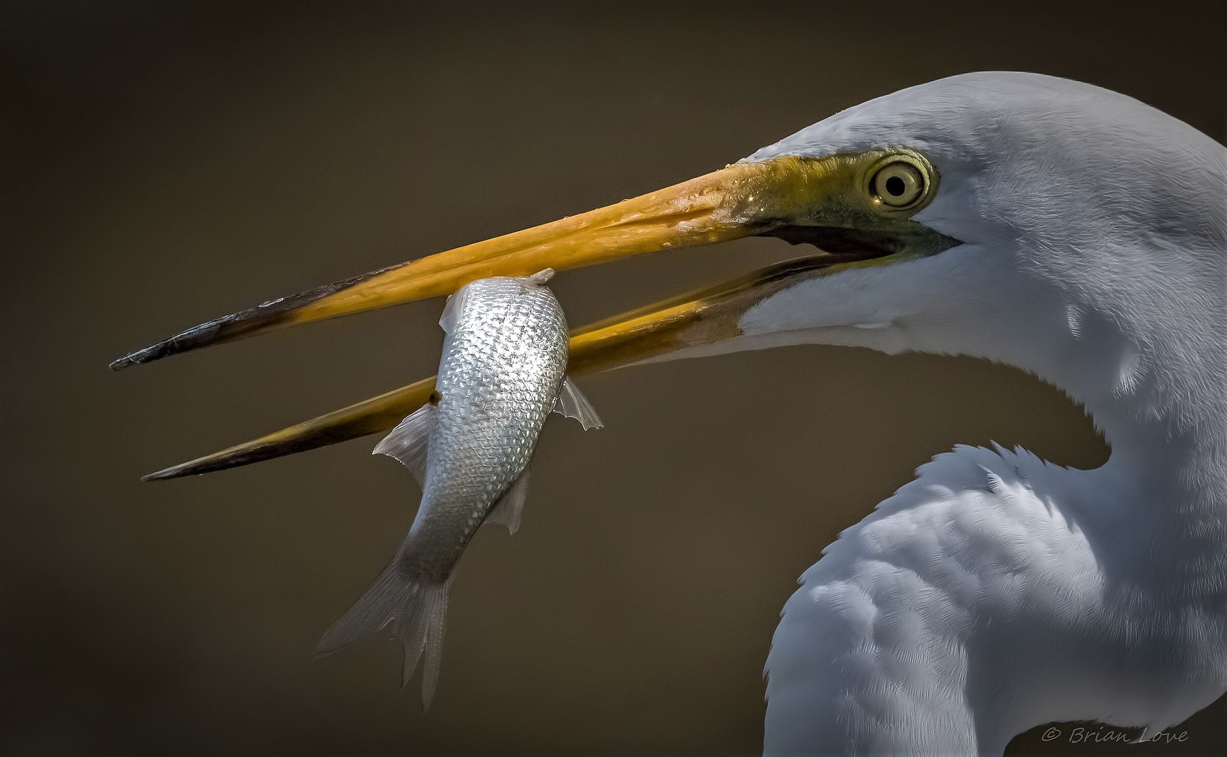 Winner......and......Loser