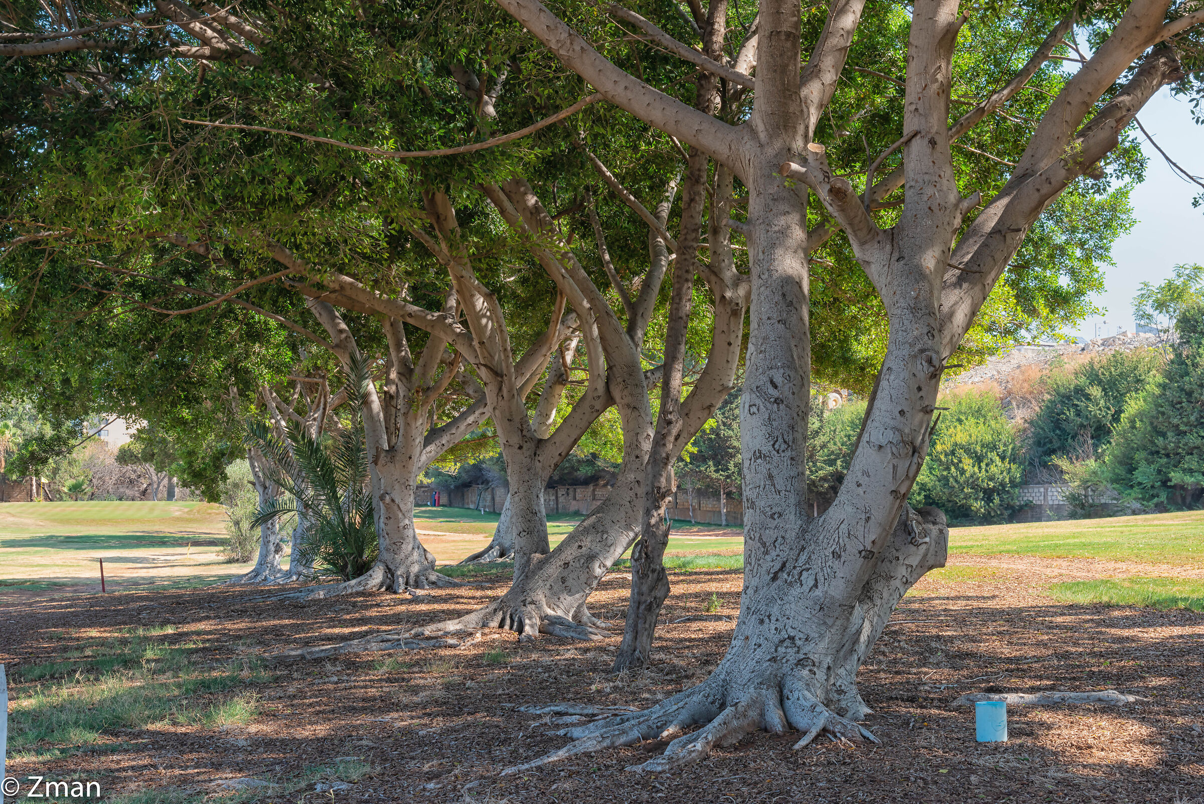 Il Golf Club Libanese