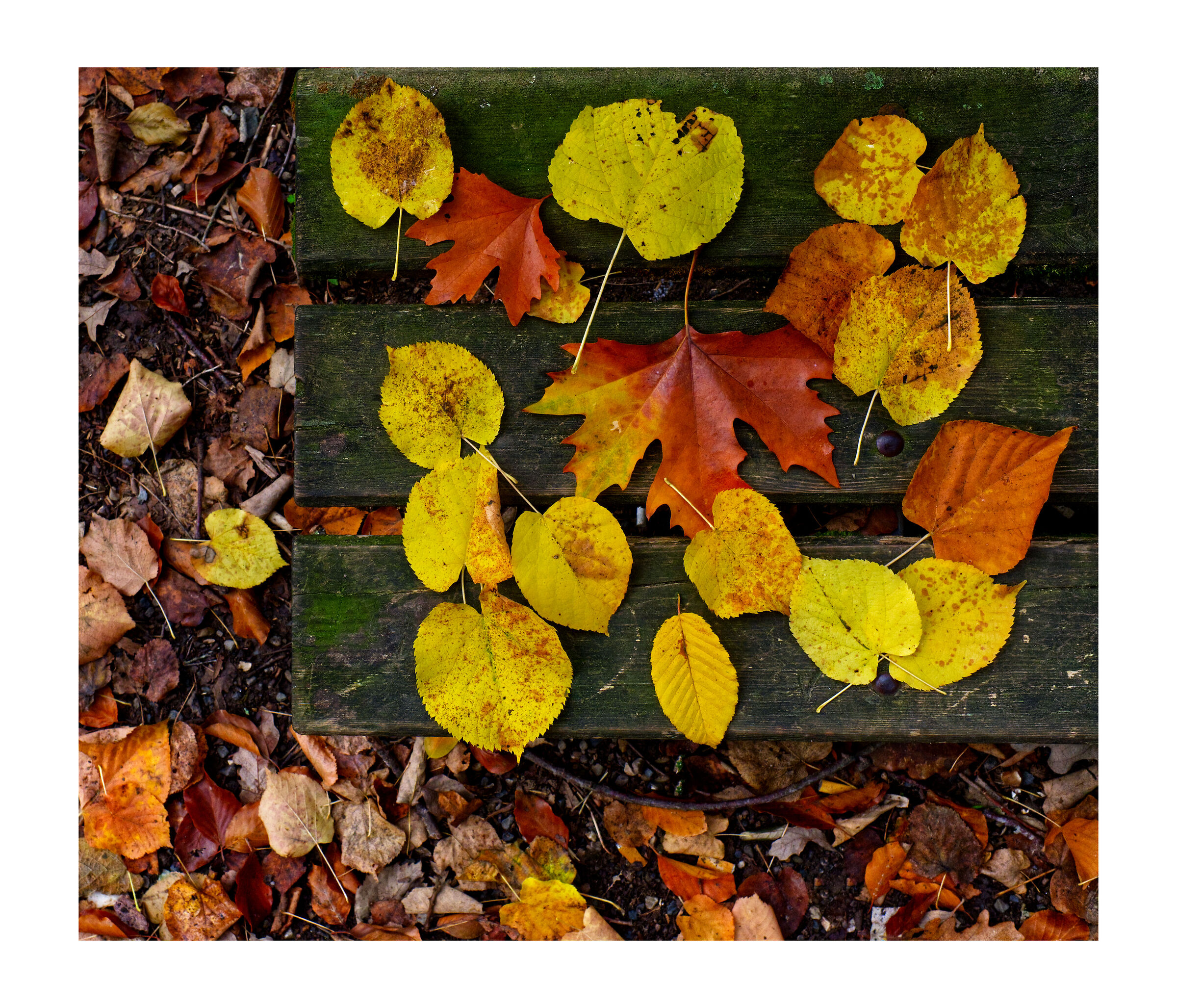 Composizione autunnale