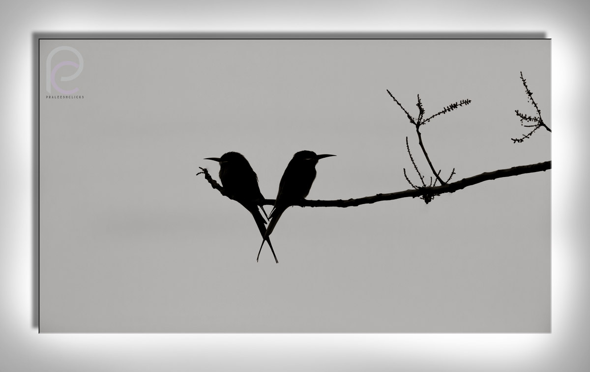 Verde ape mangiatore .... Silhouette ...