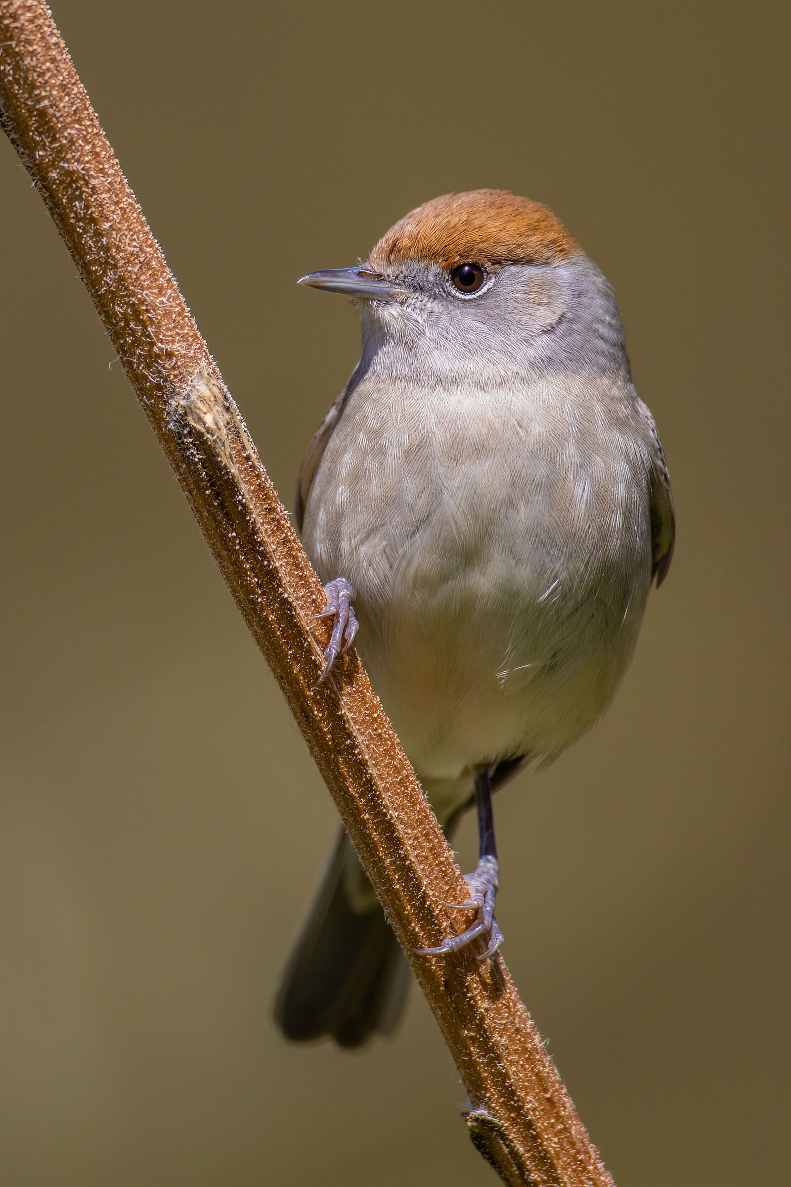 Blackcap