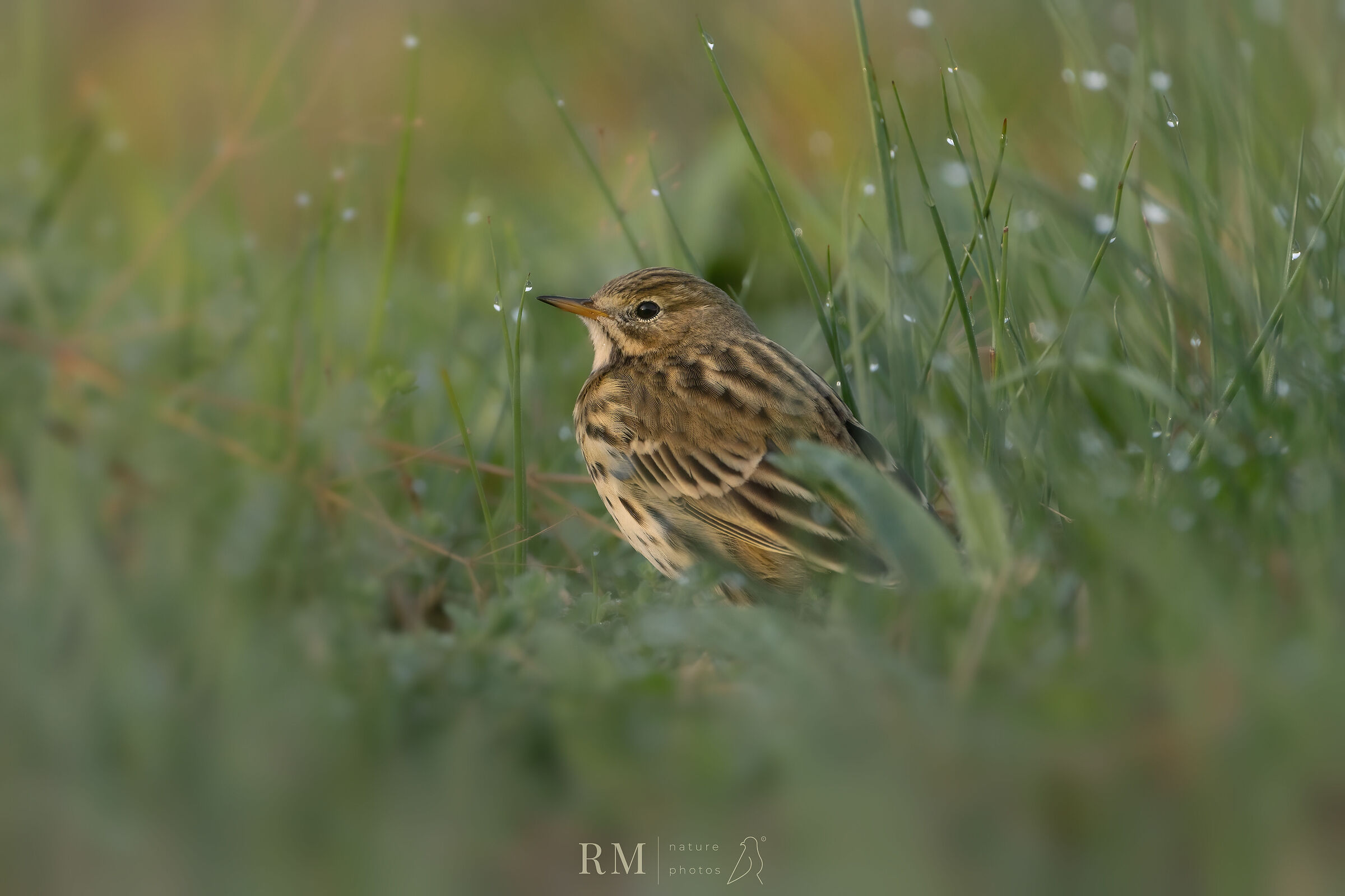 Meadow pipit
