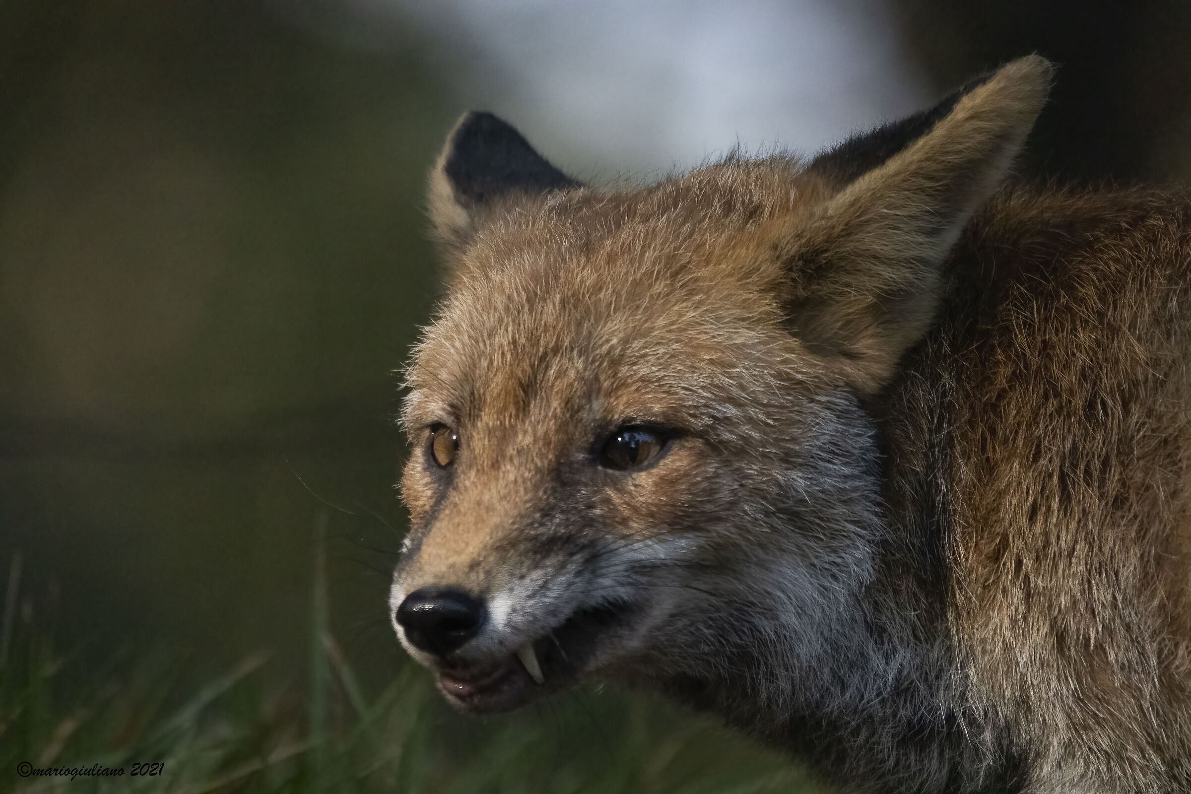 Fox