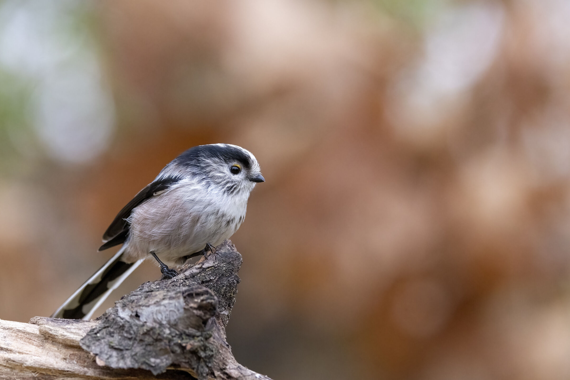 White-headed codibugnol