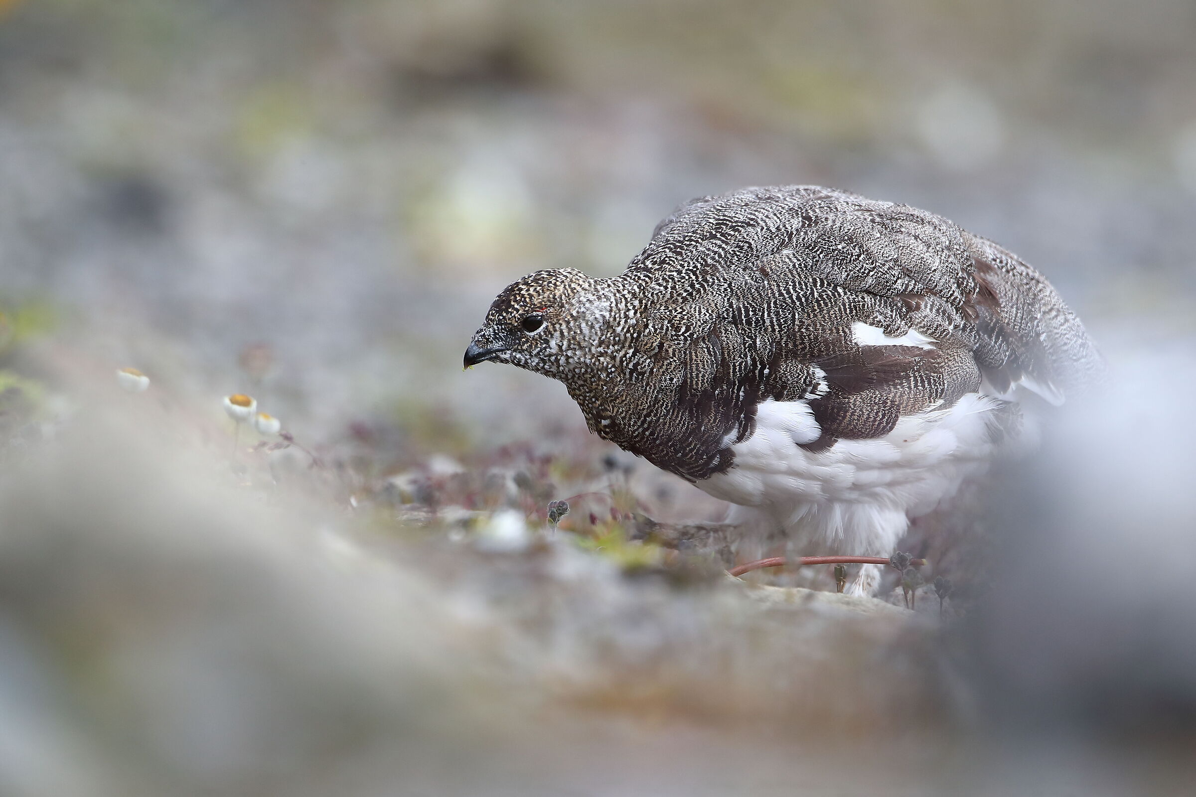 Ptarmigan