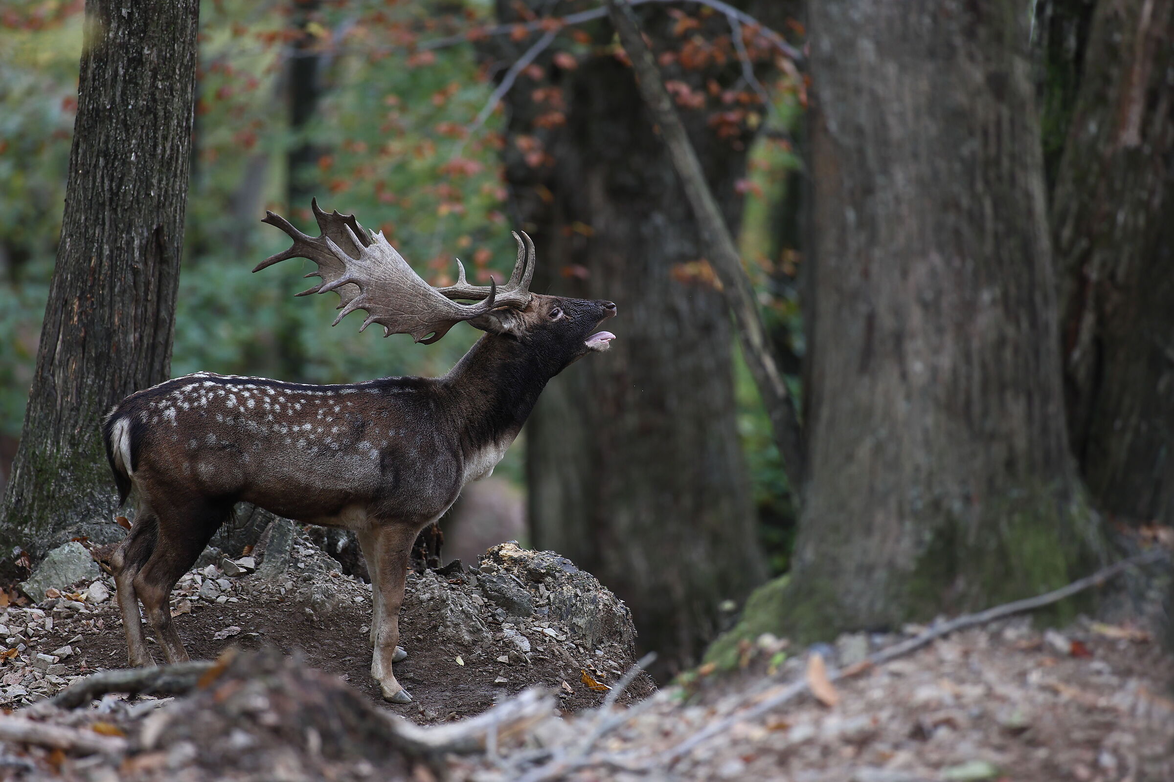 The roar of the Deer