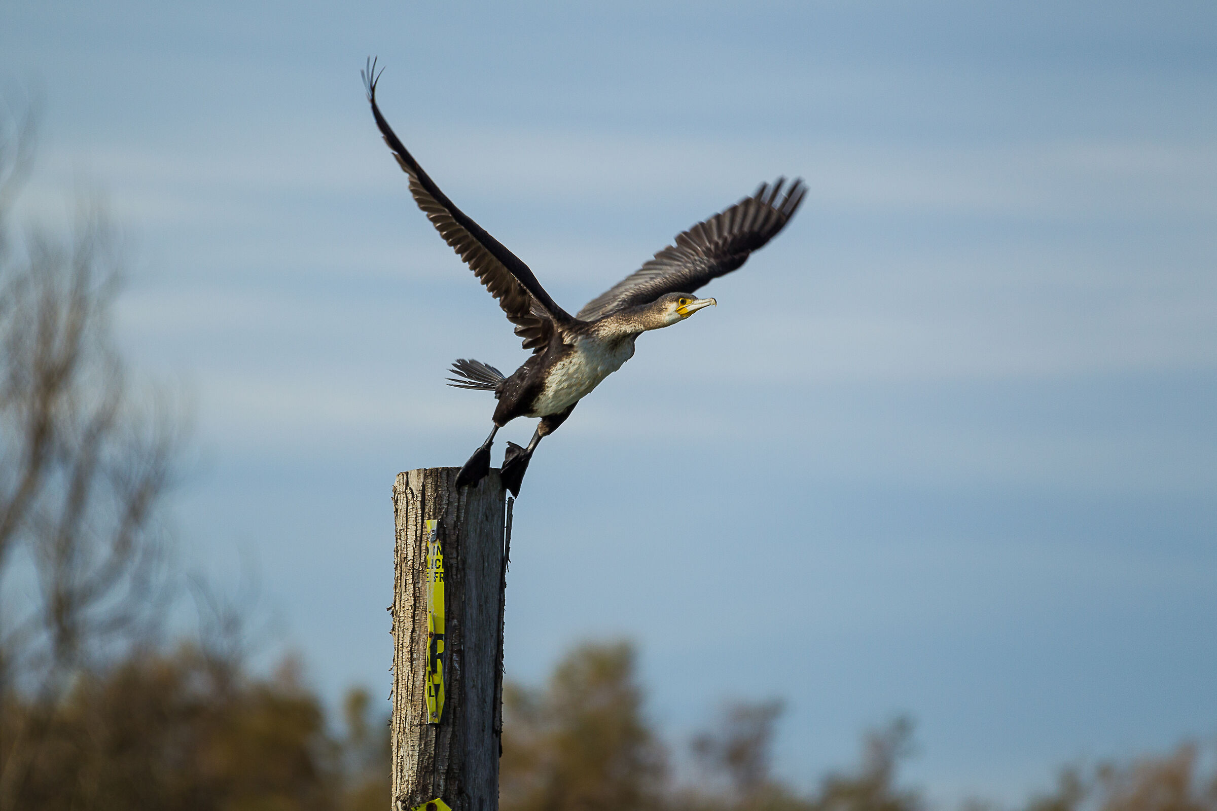 Cormorant