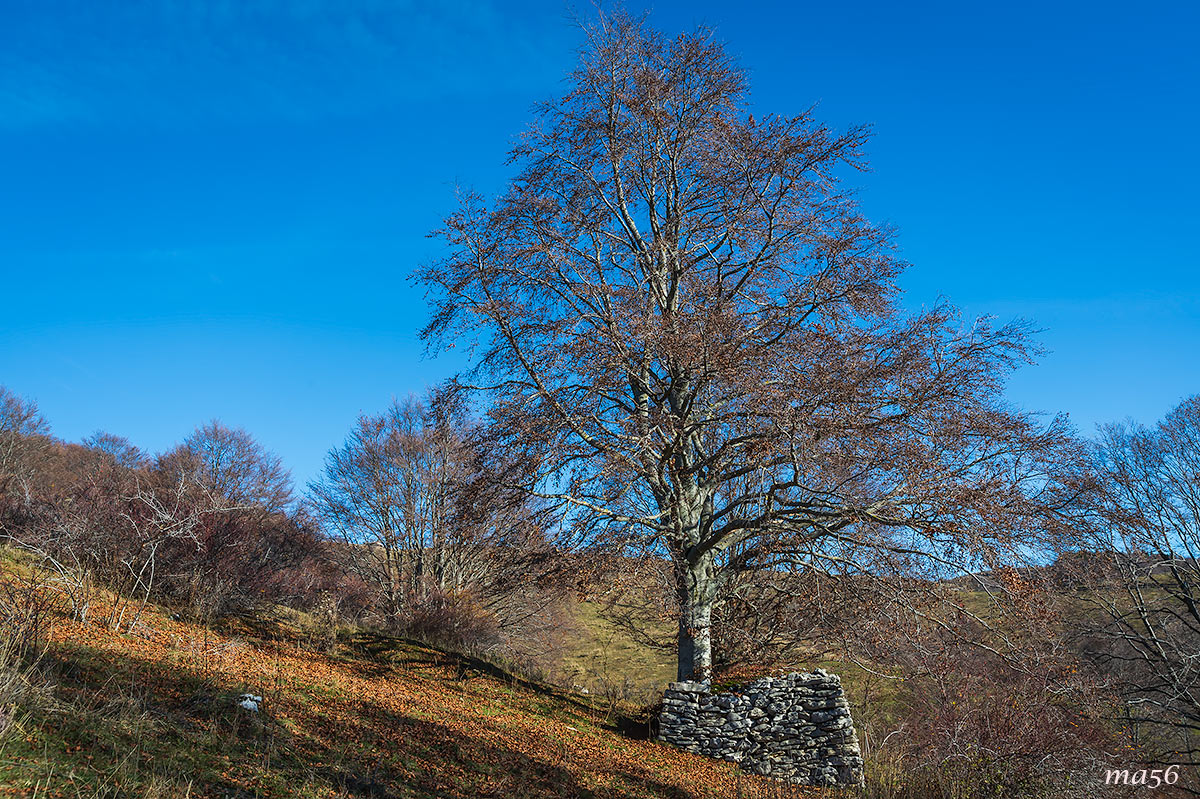 The beech trees of Lessinia