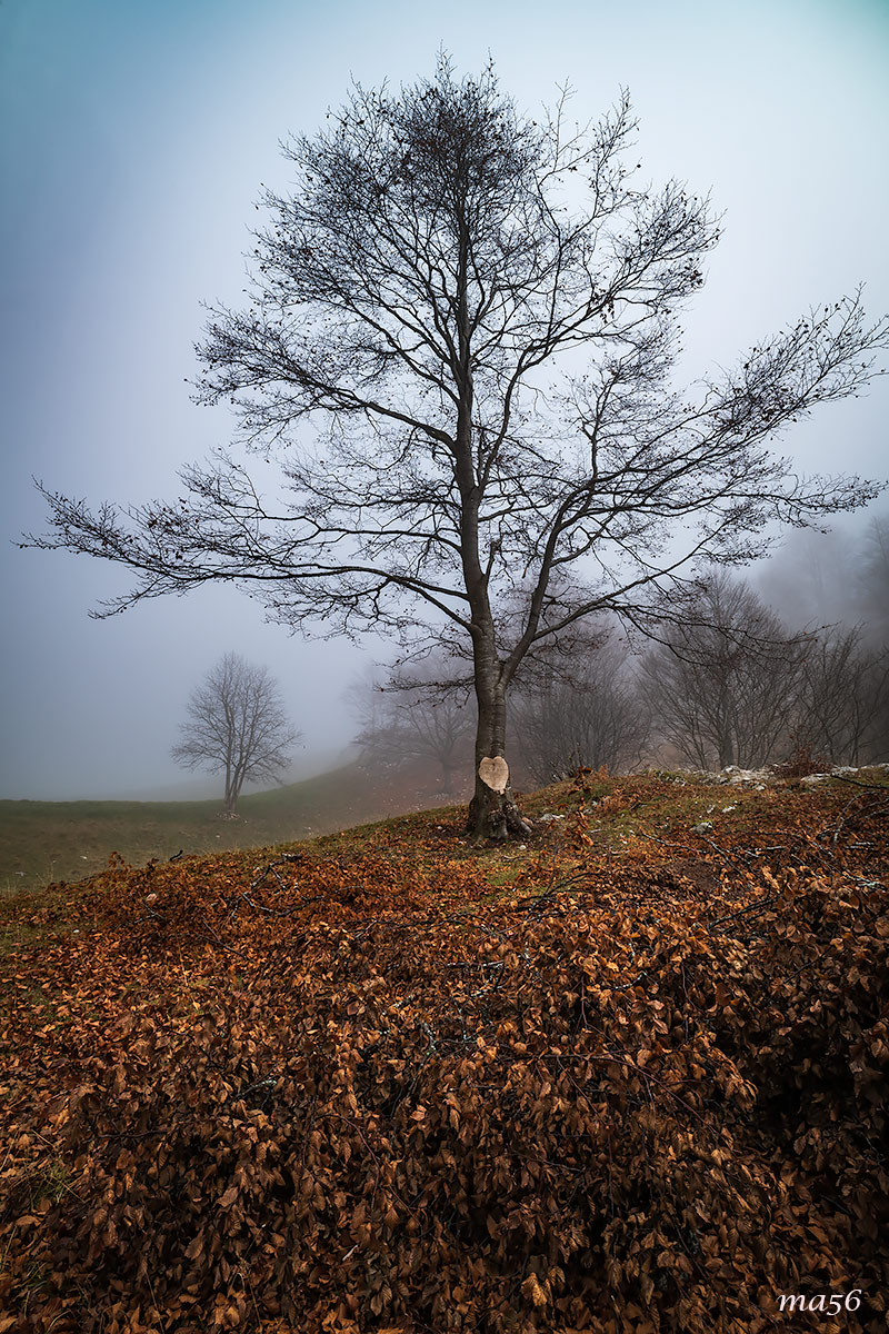 The beech trees of Monte Baldo