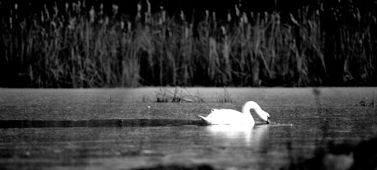 Il cigno nell'acqua gelata - 1992 -
