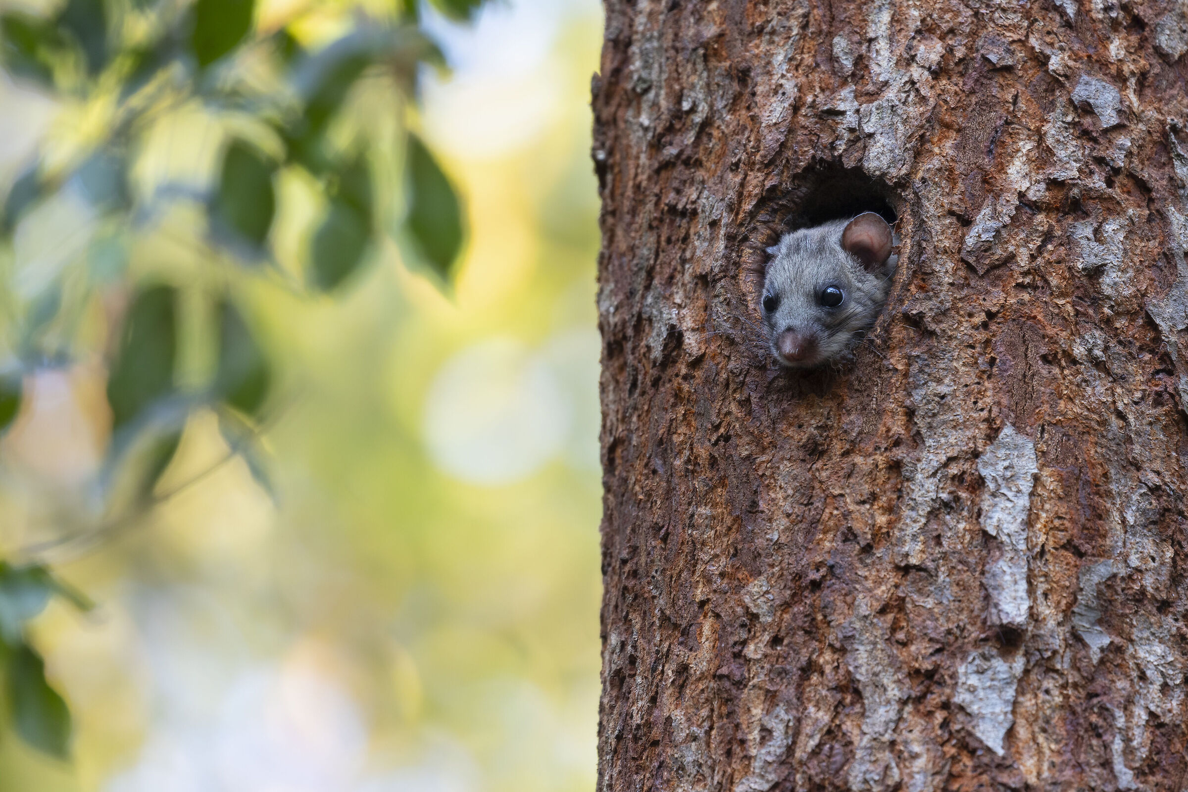 Dormouse (Glis glis)