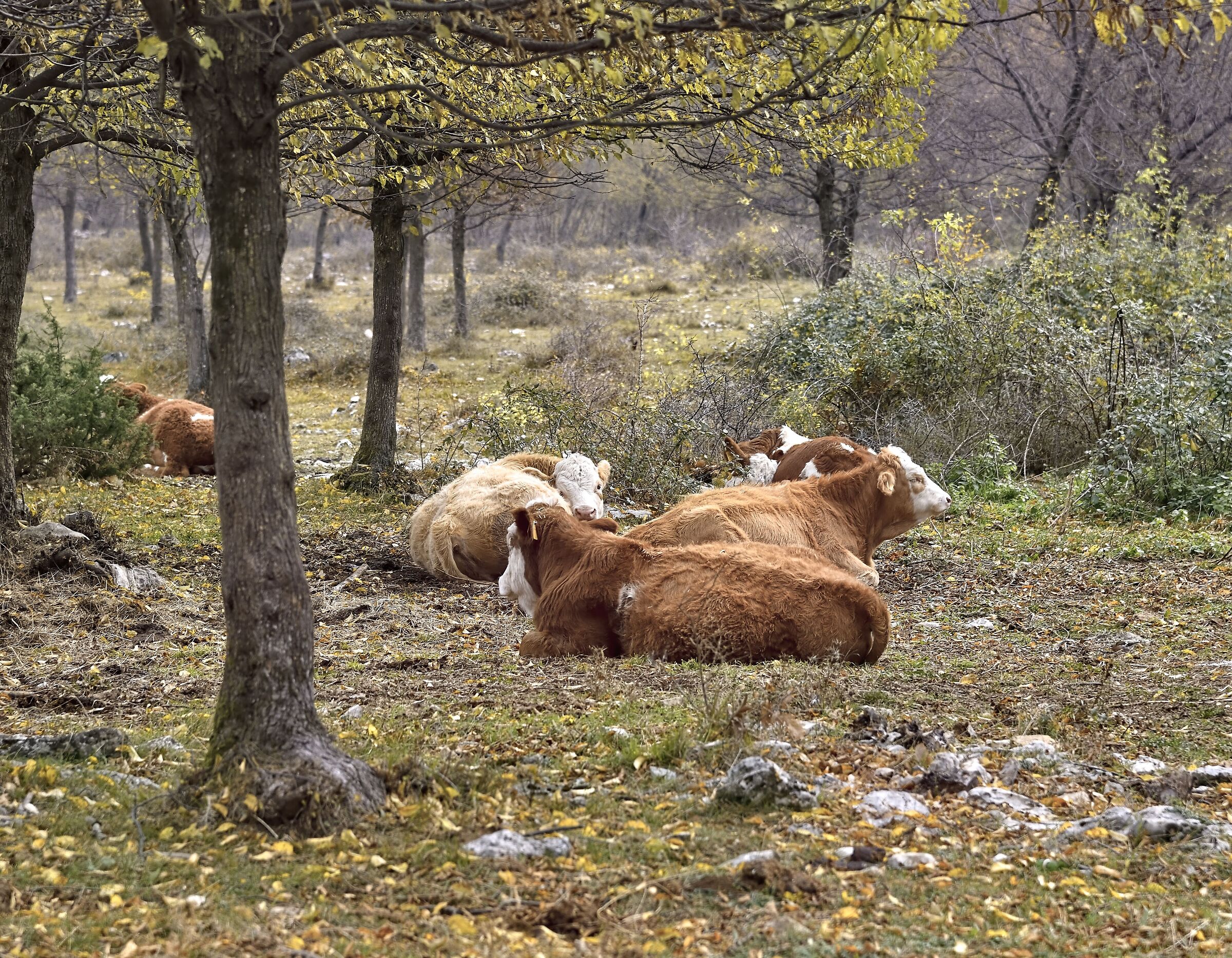 Riposarsi al pascolo