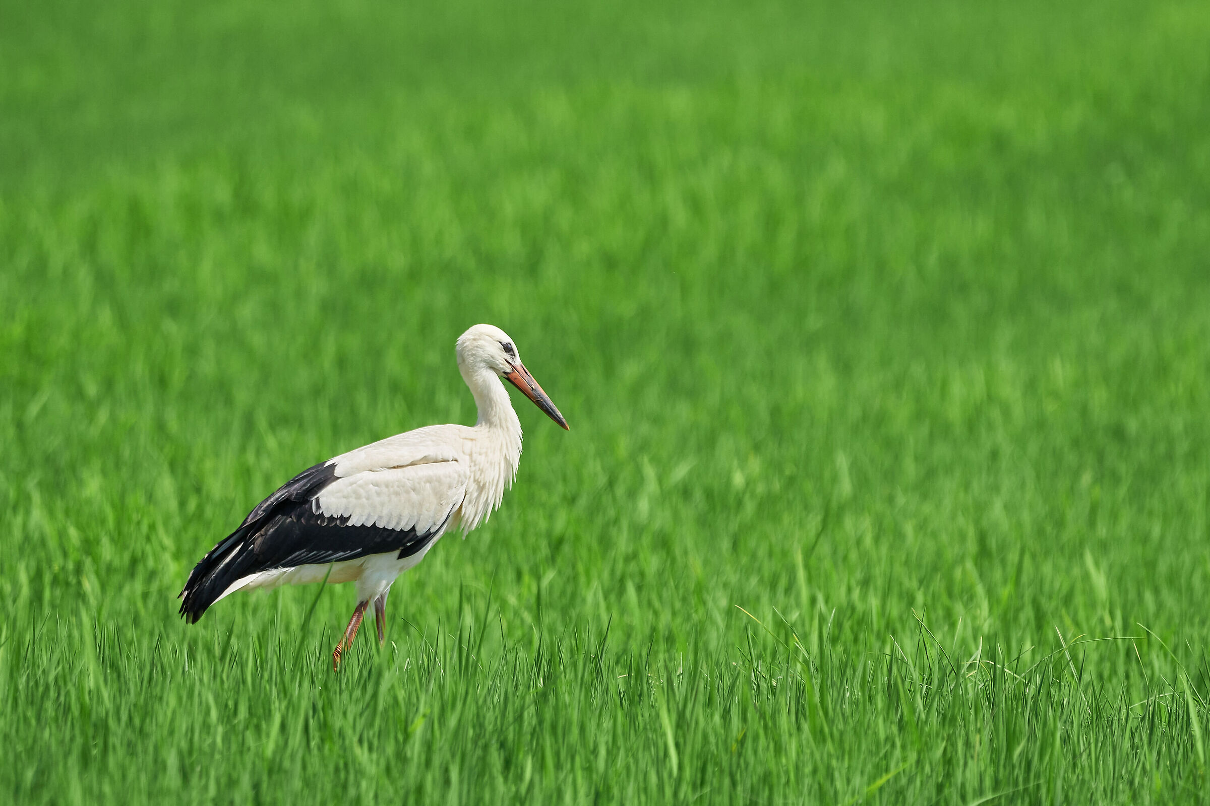 Impressions of September (cit.)