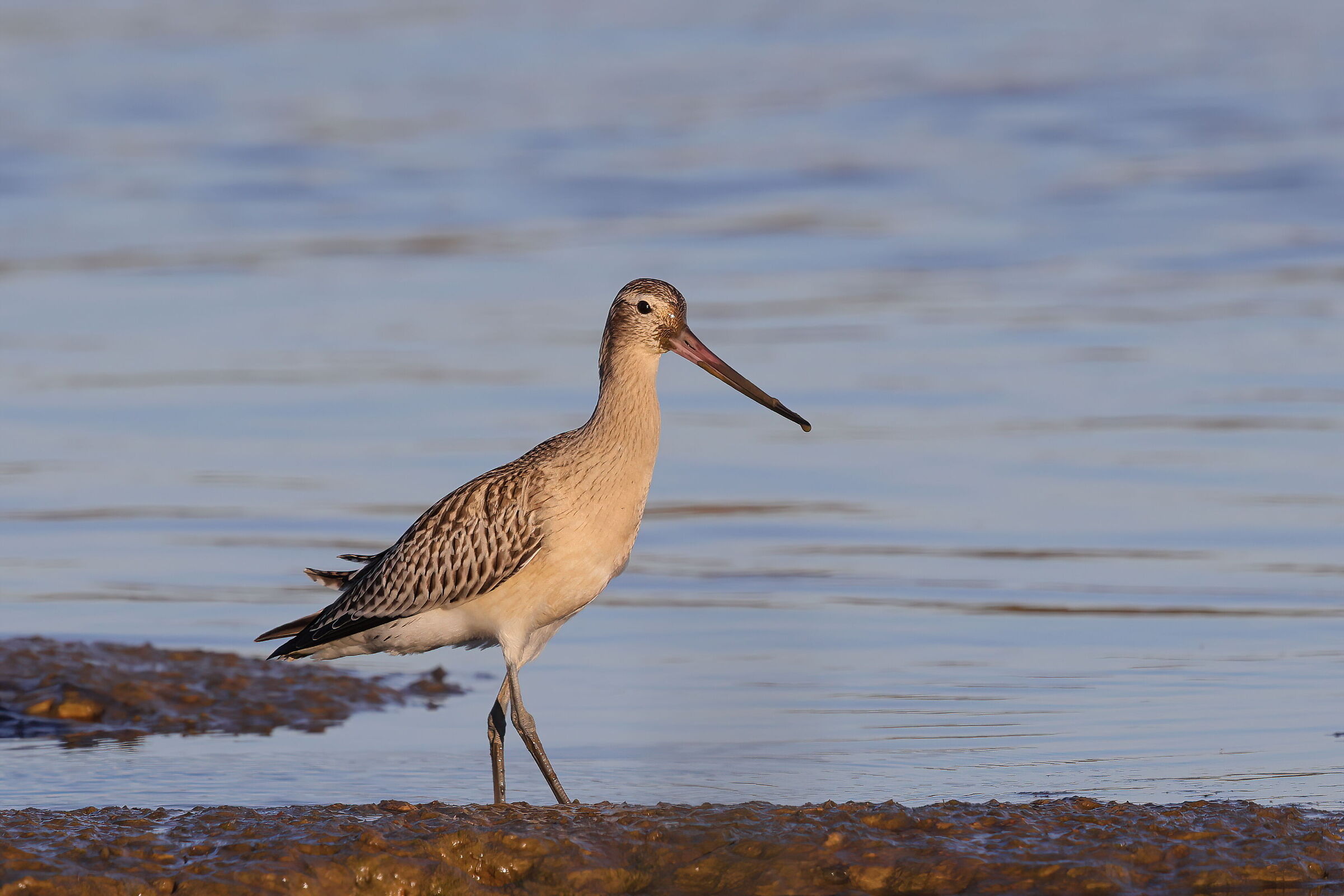 Bar-tailed godwit