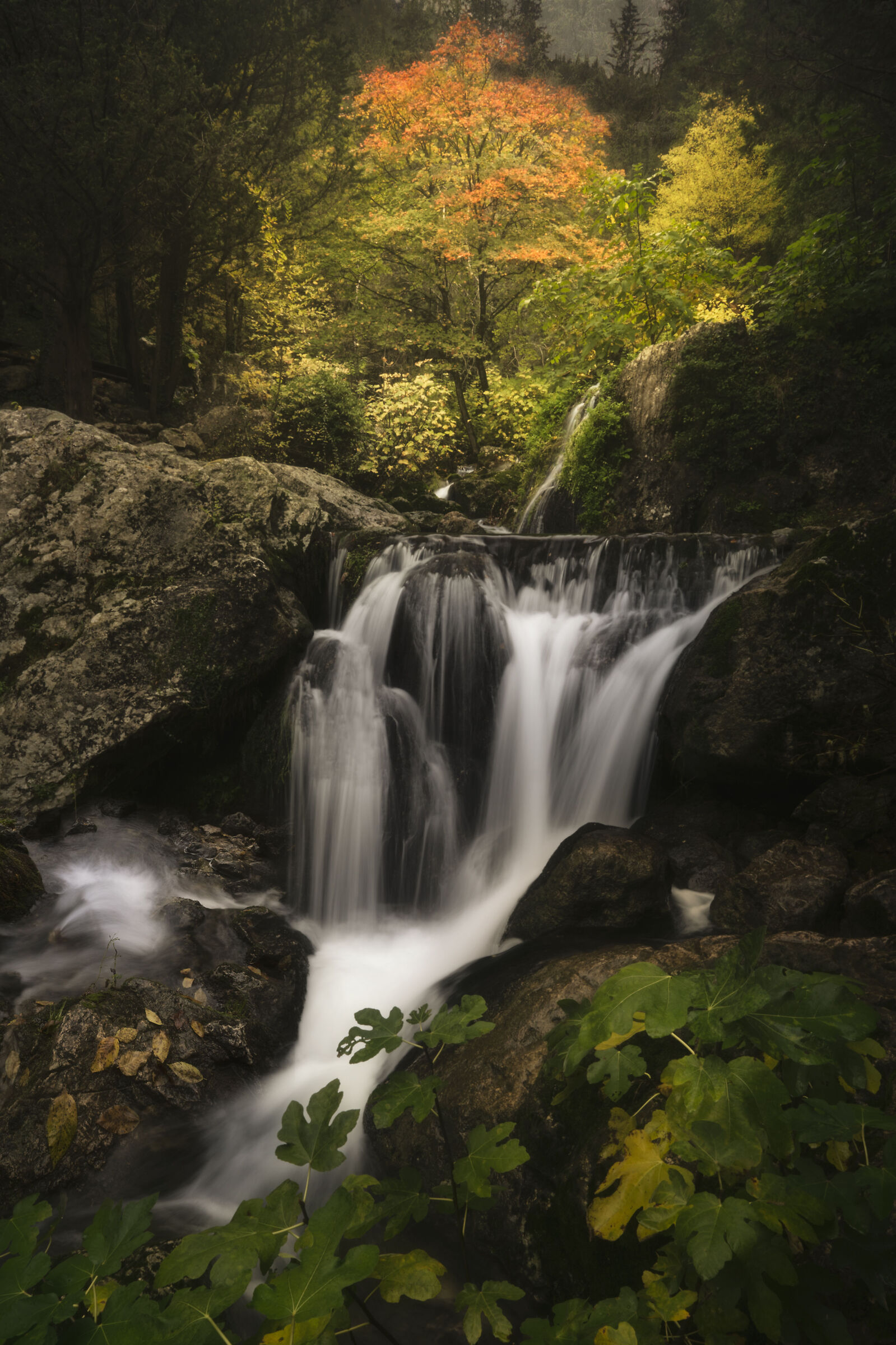 Semplicemente Autunno
