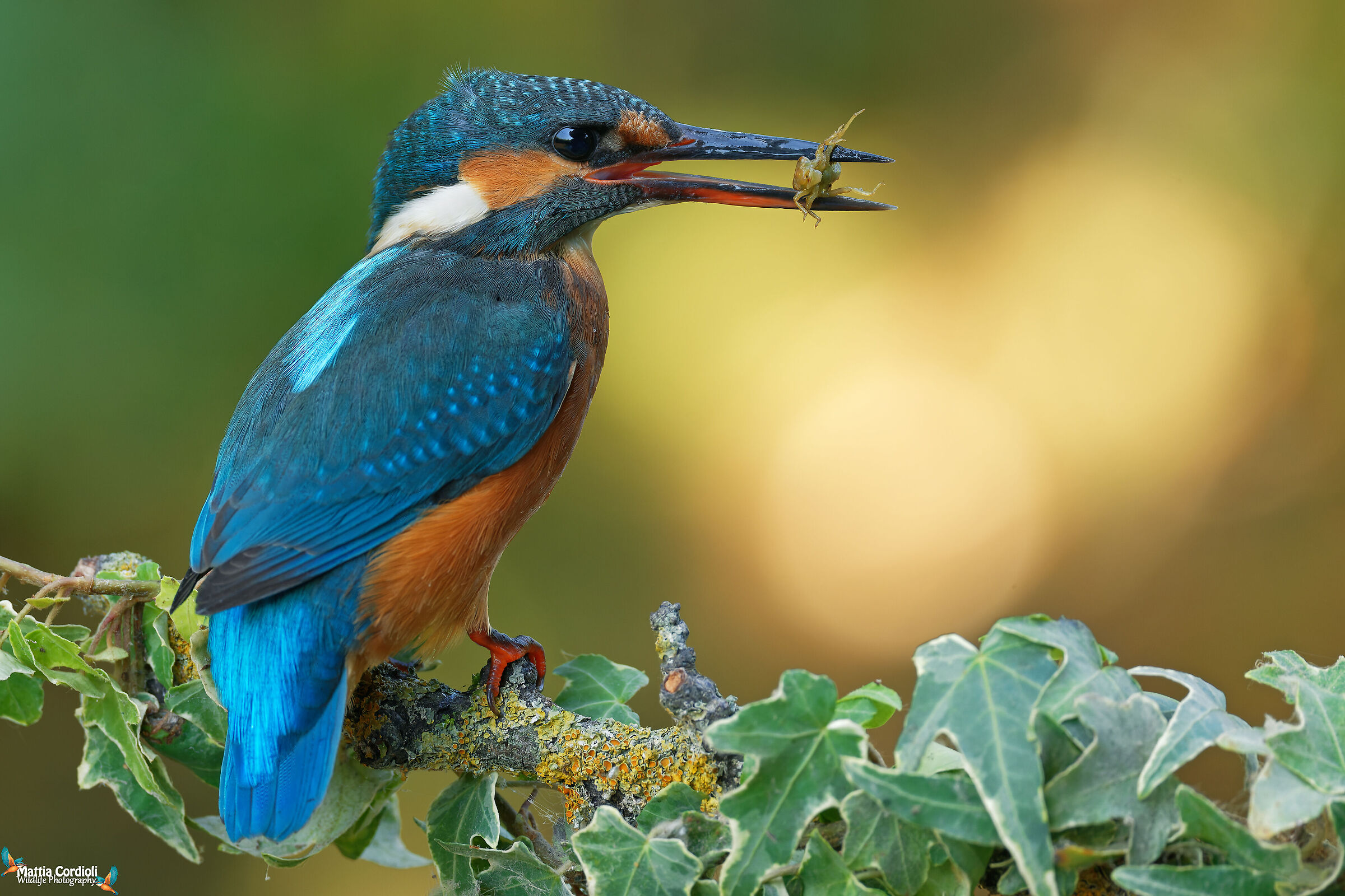 kingfisher