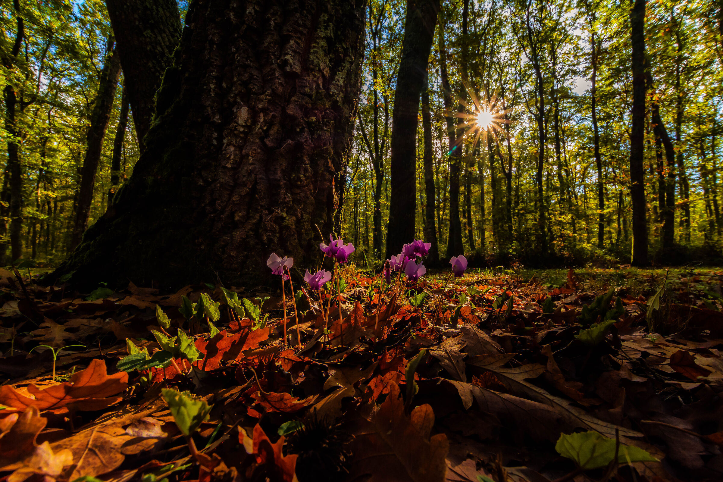 Moss in autumn