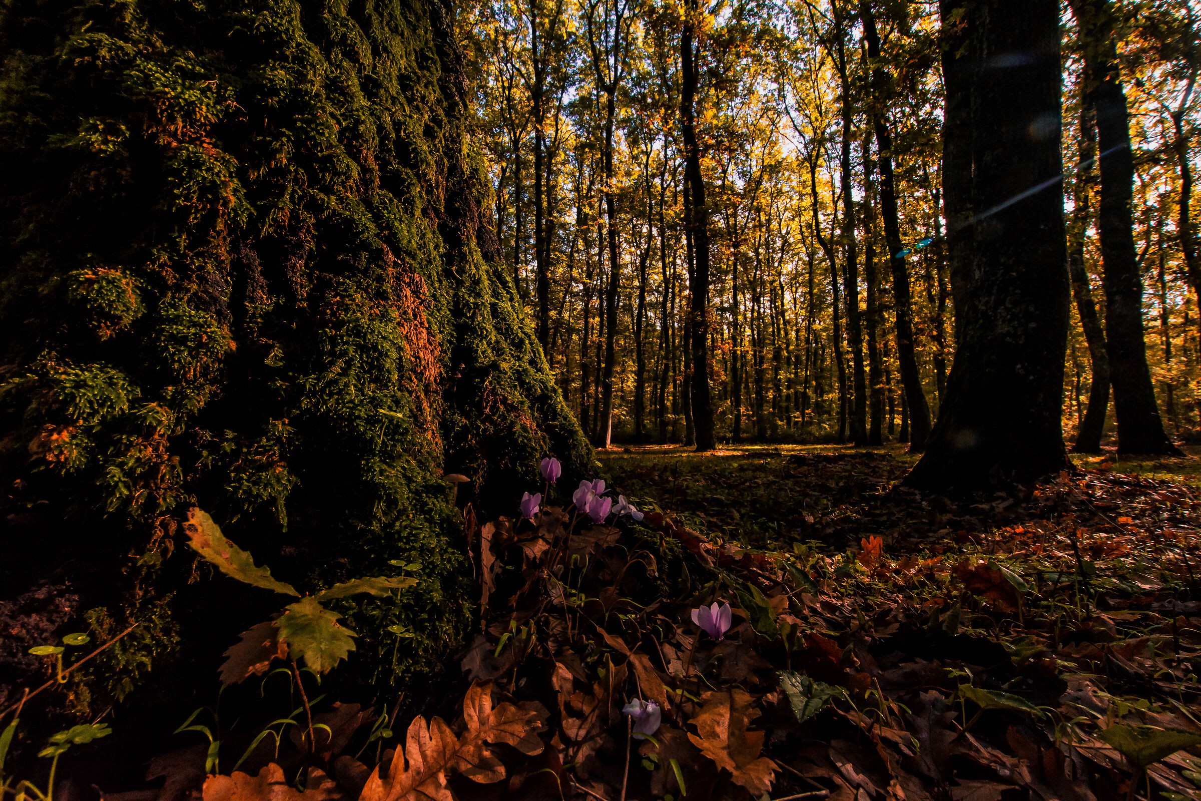Moss and violets