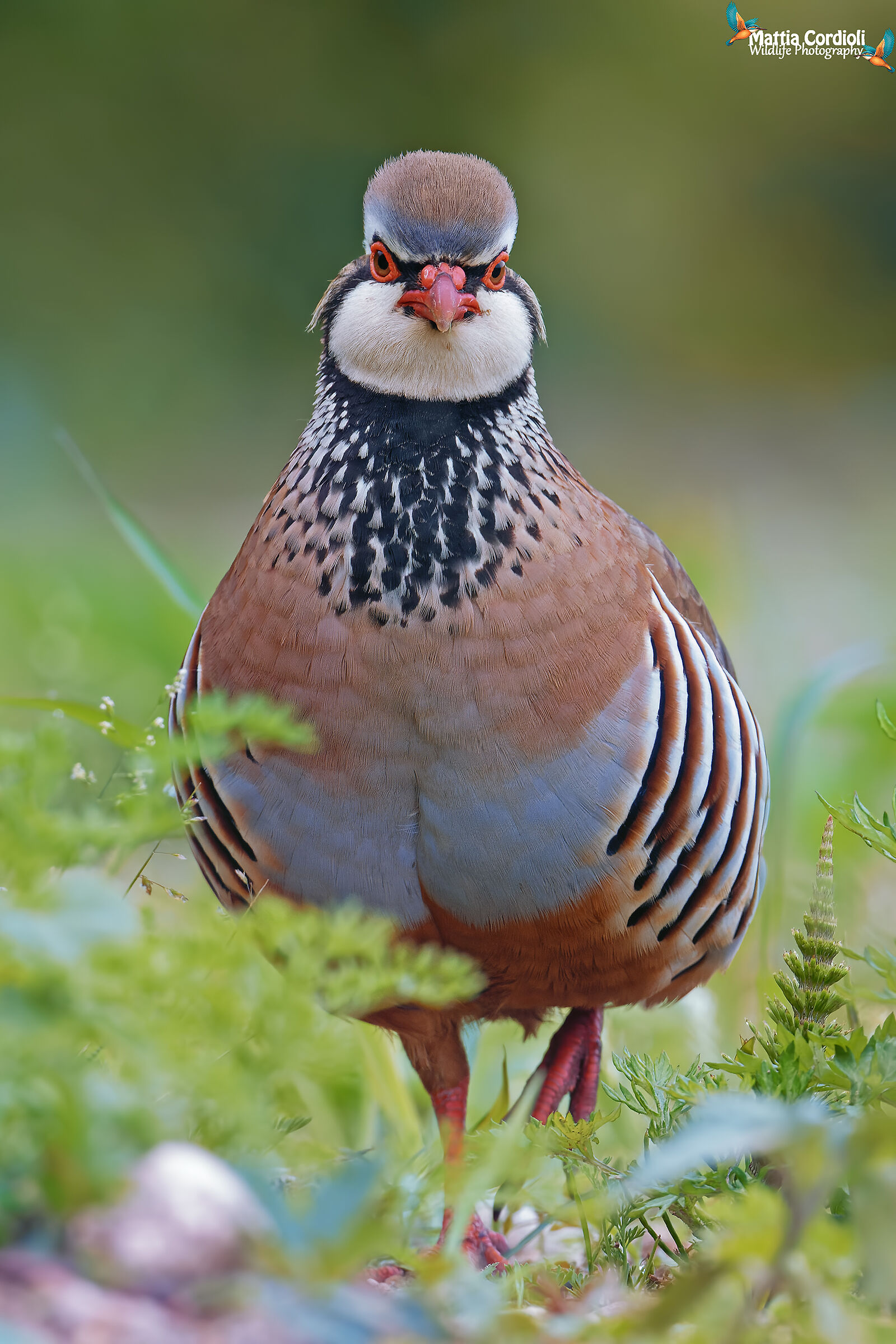 Red Partridge