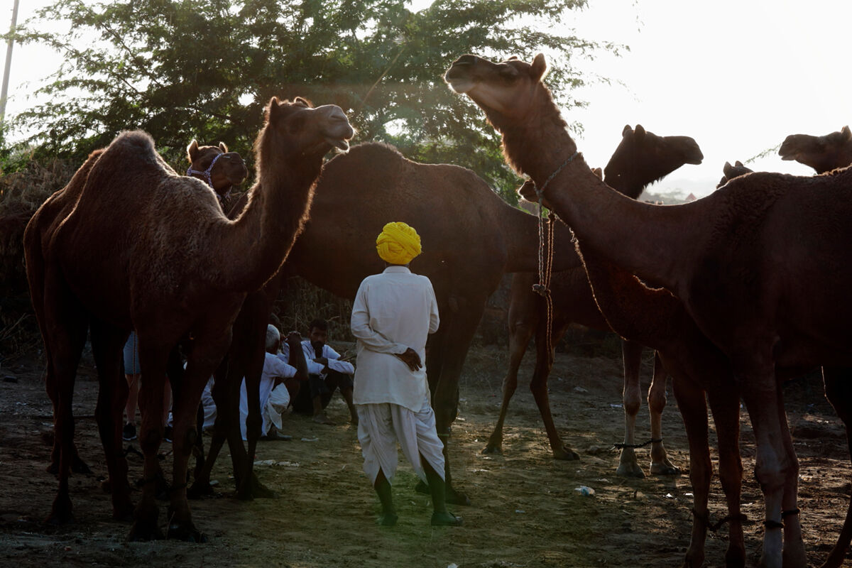 The Camel Driver
