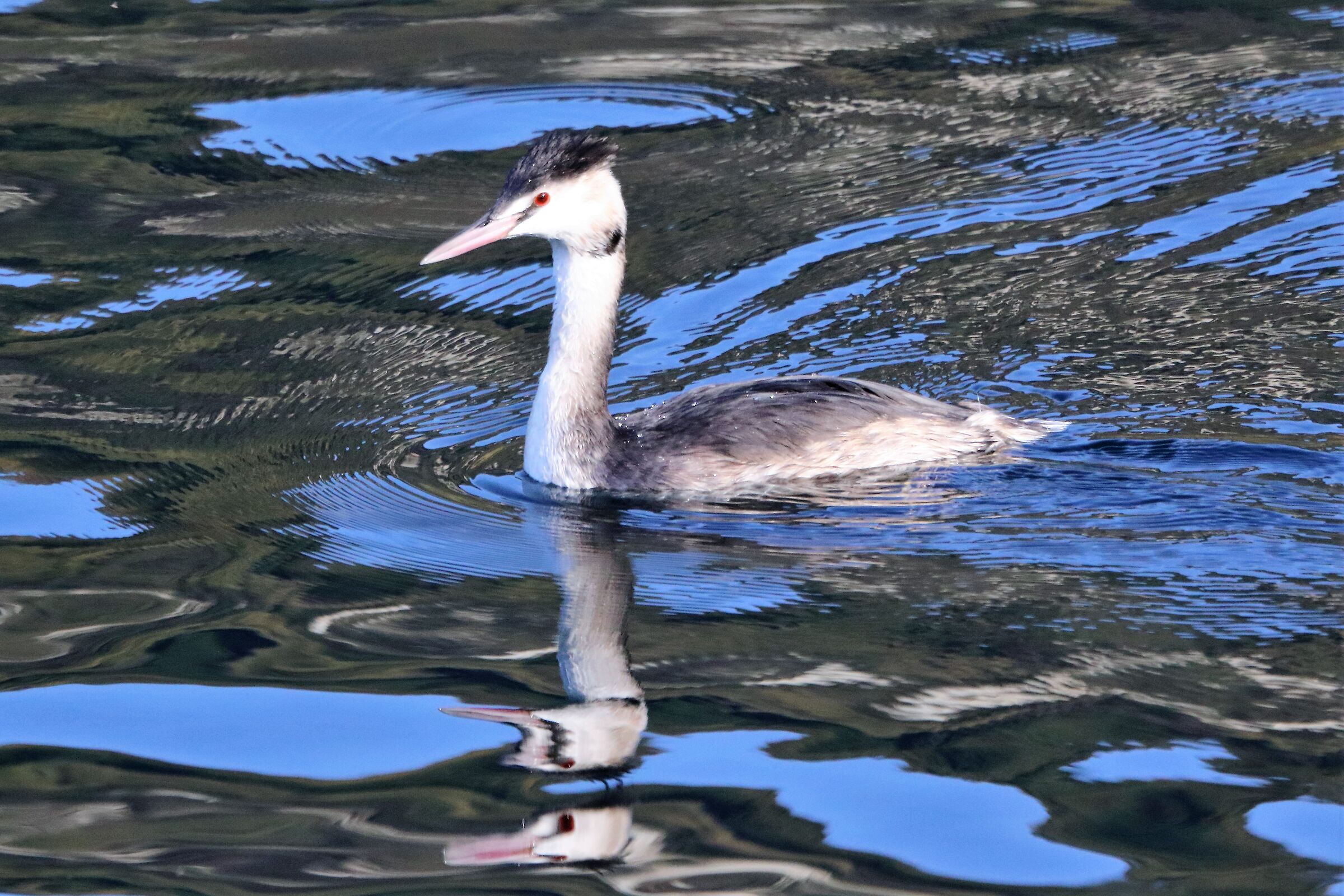 grebe