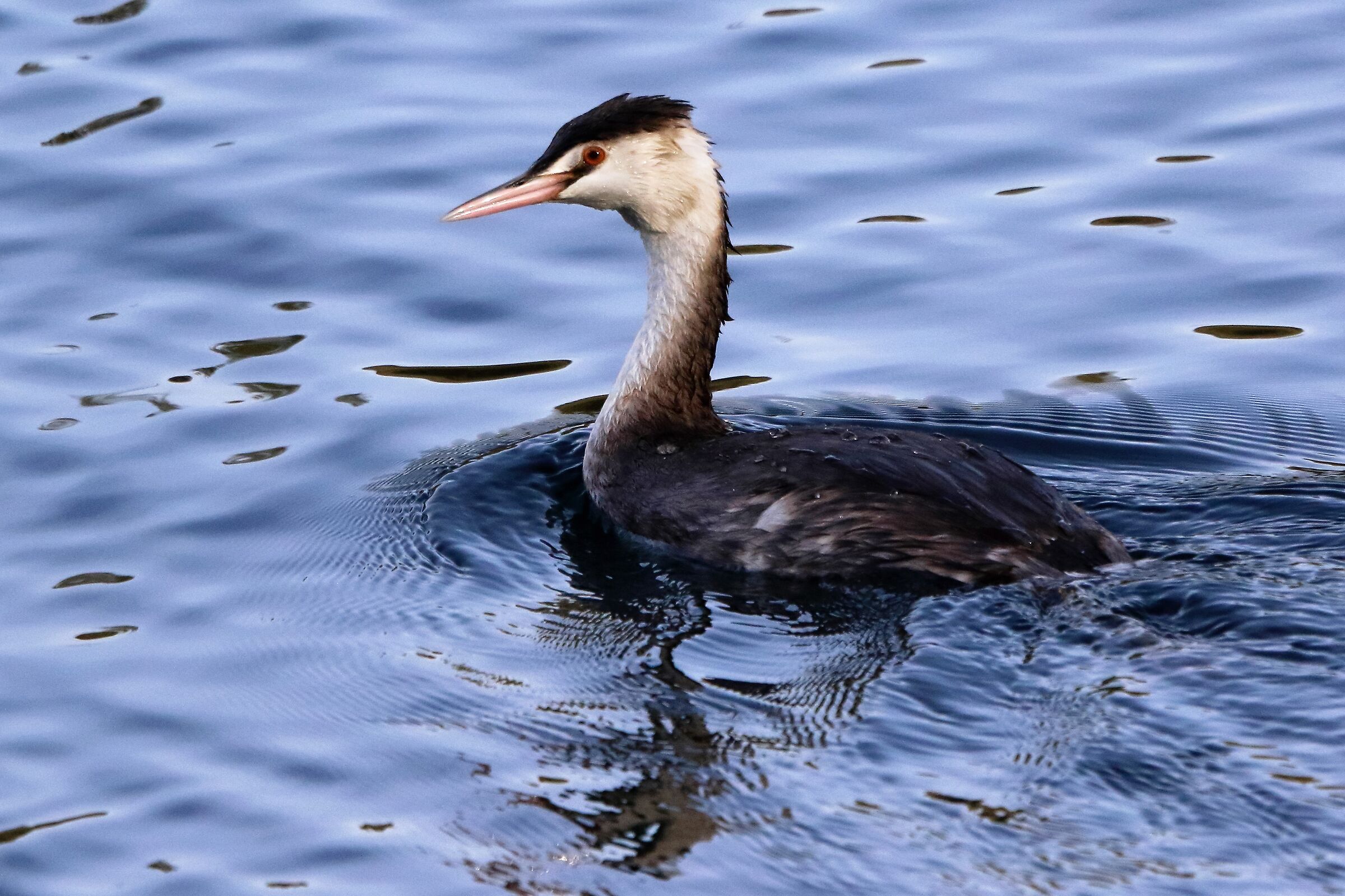 grebe