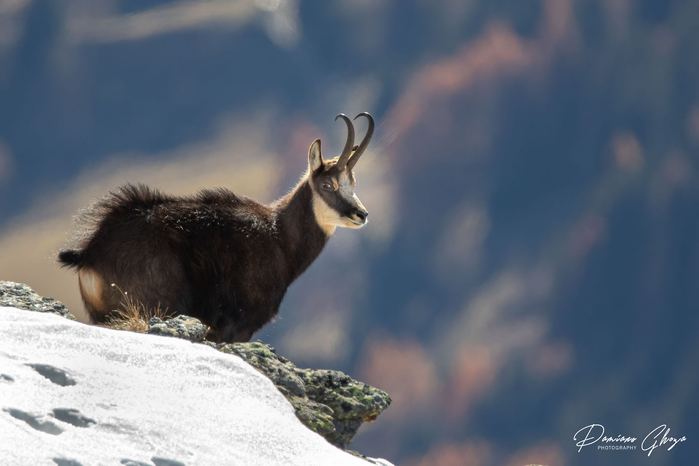 A beautiful male chamois