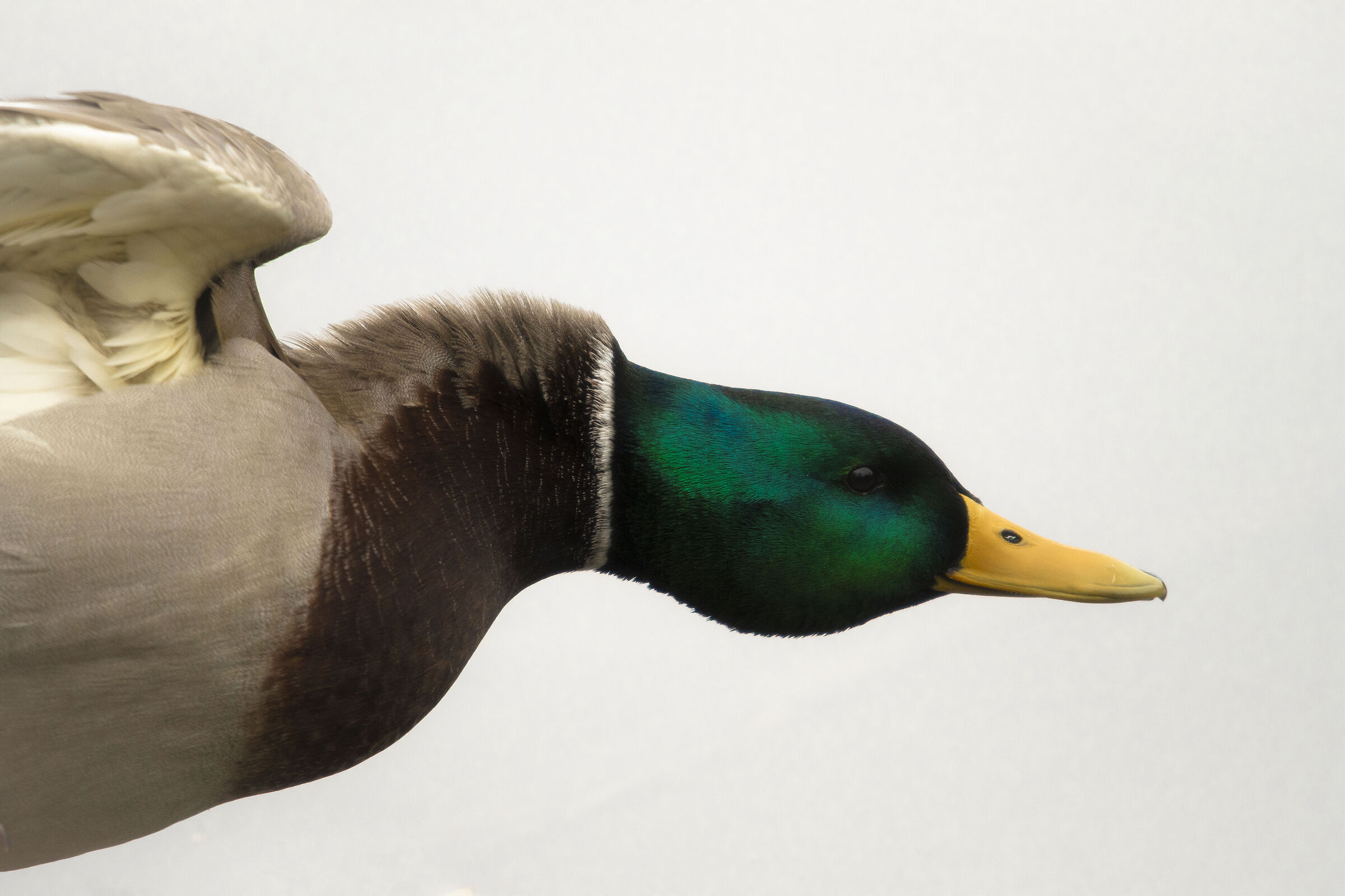 Mallard