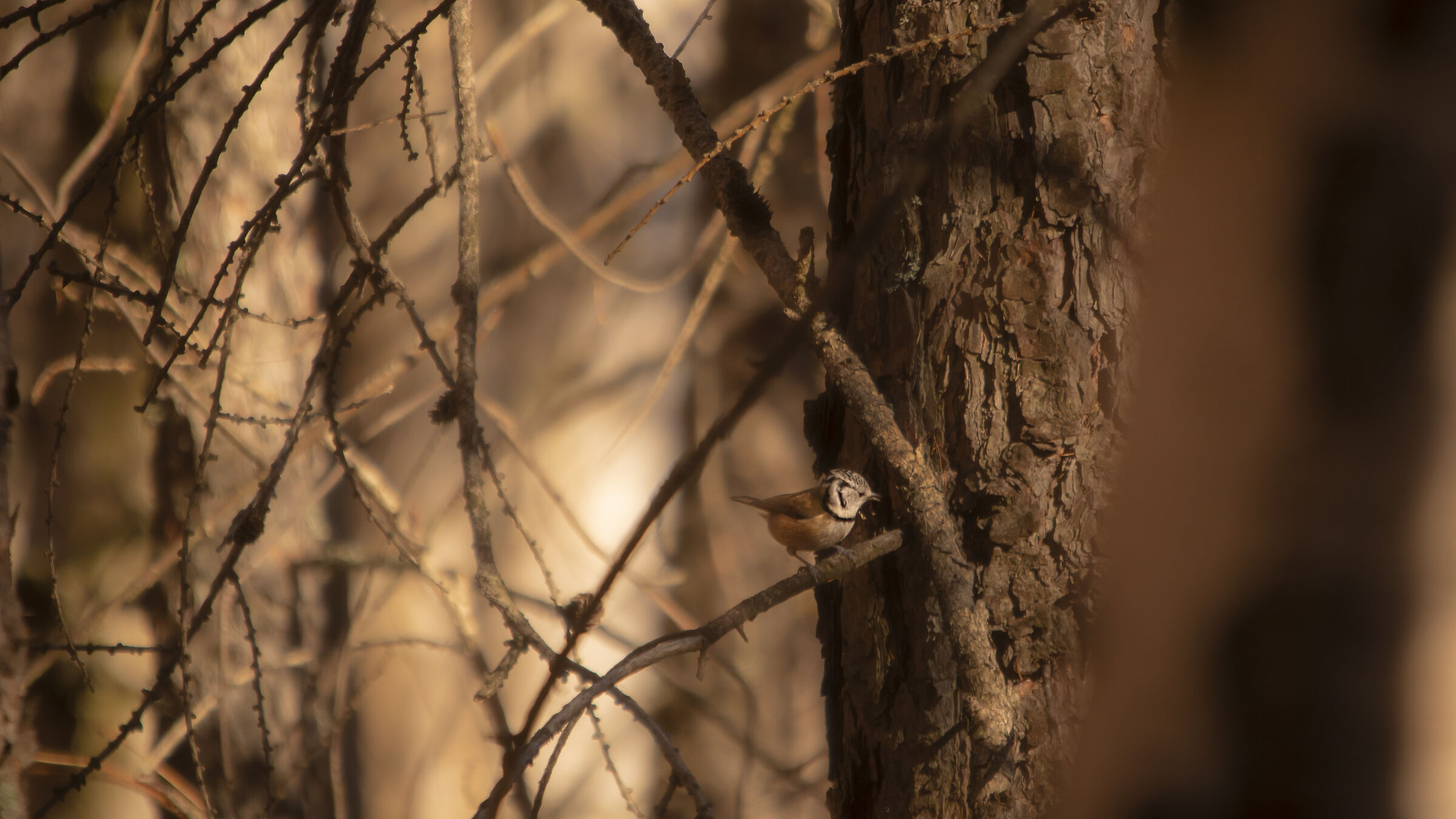 Tufted