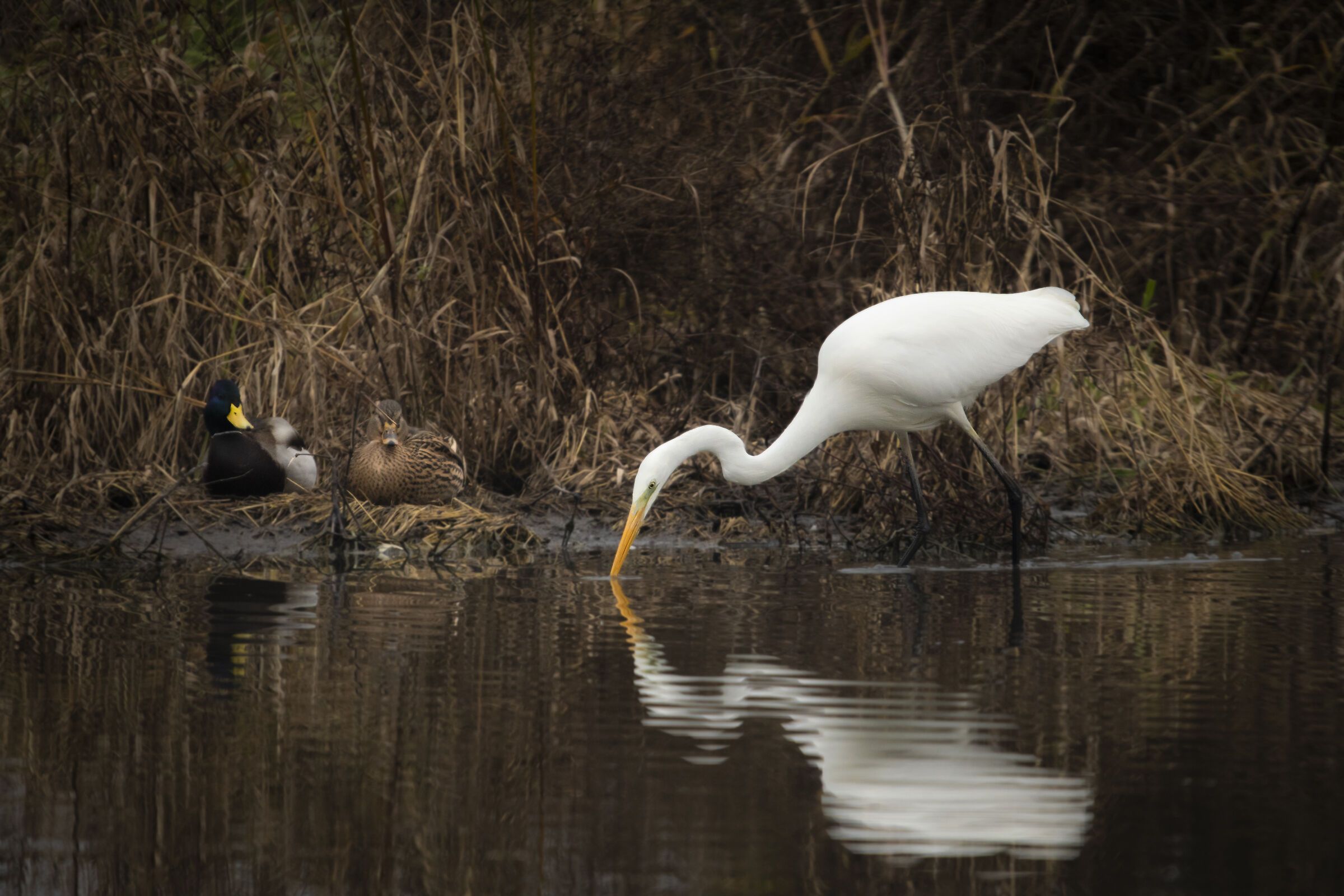 Great white heron on the hunt