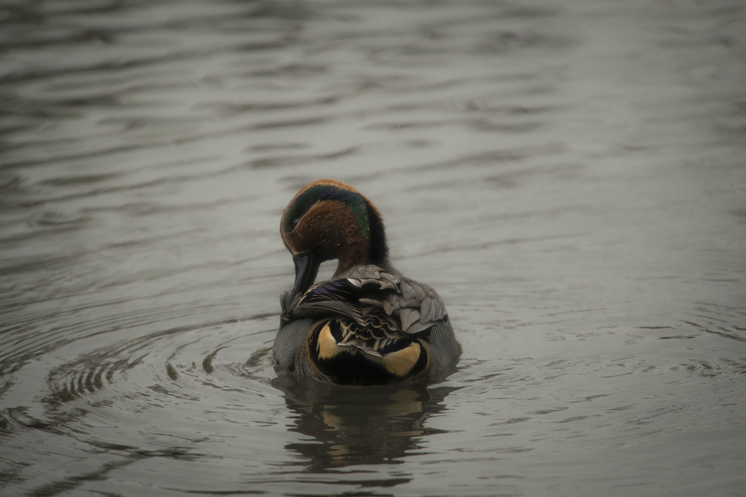 Male teal