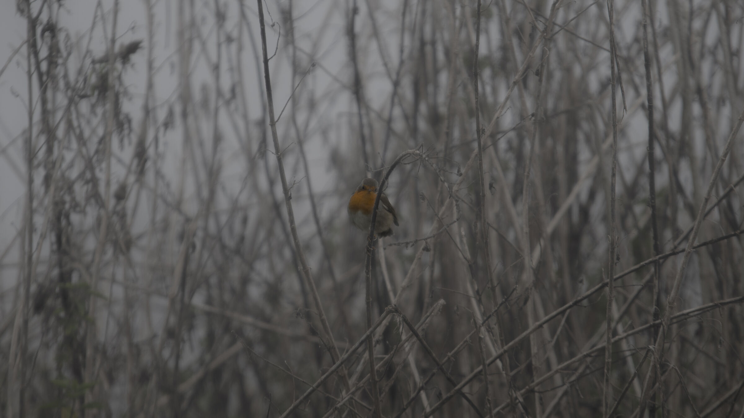 Robin between the reeds