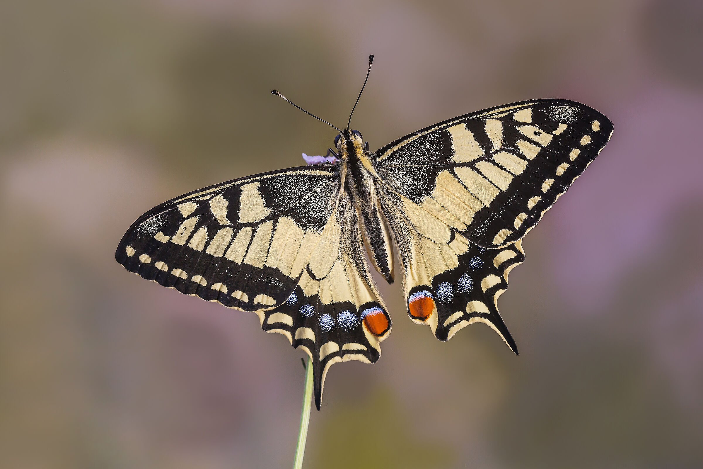 Swallowtail