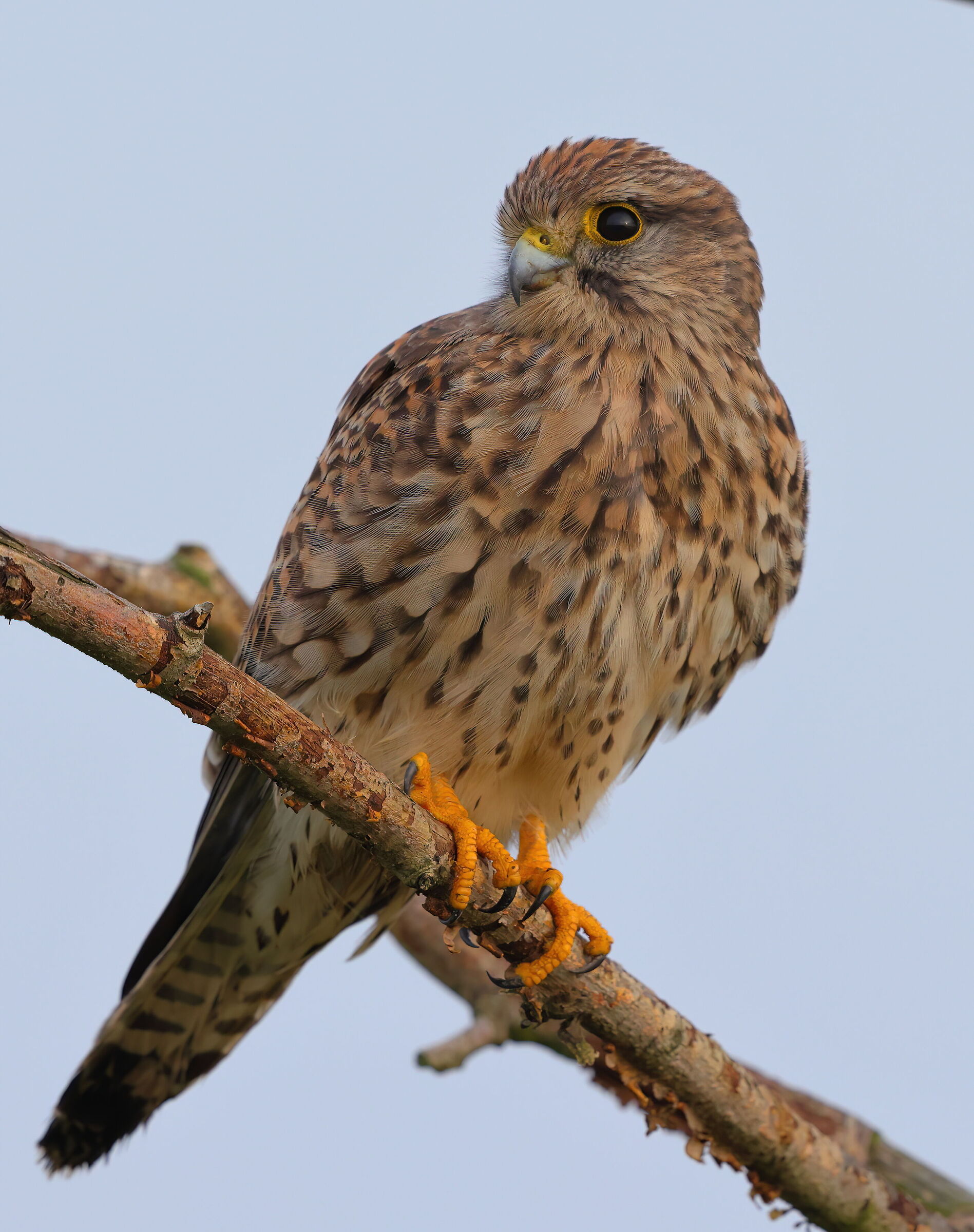 Kestrel