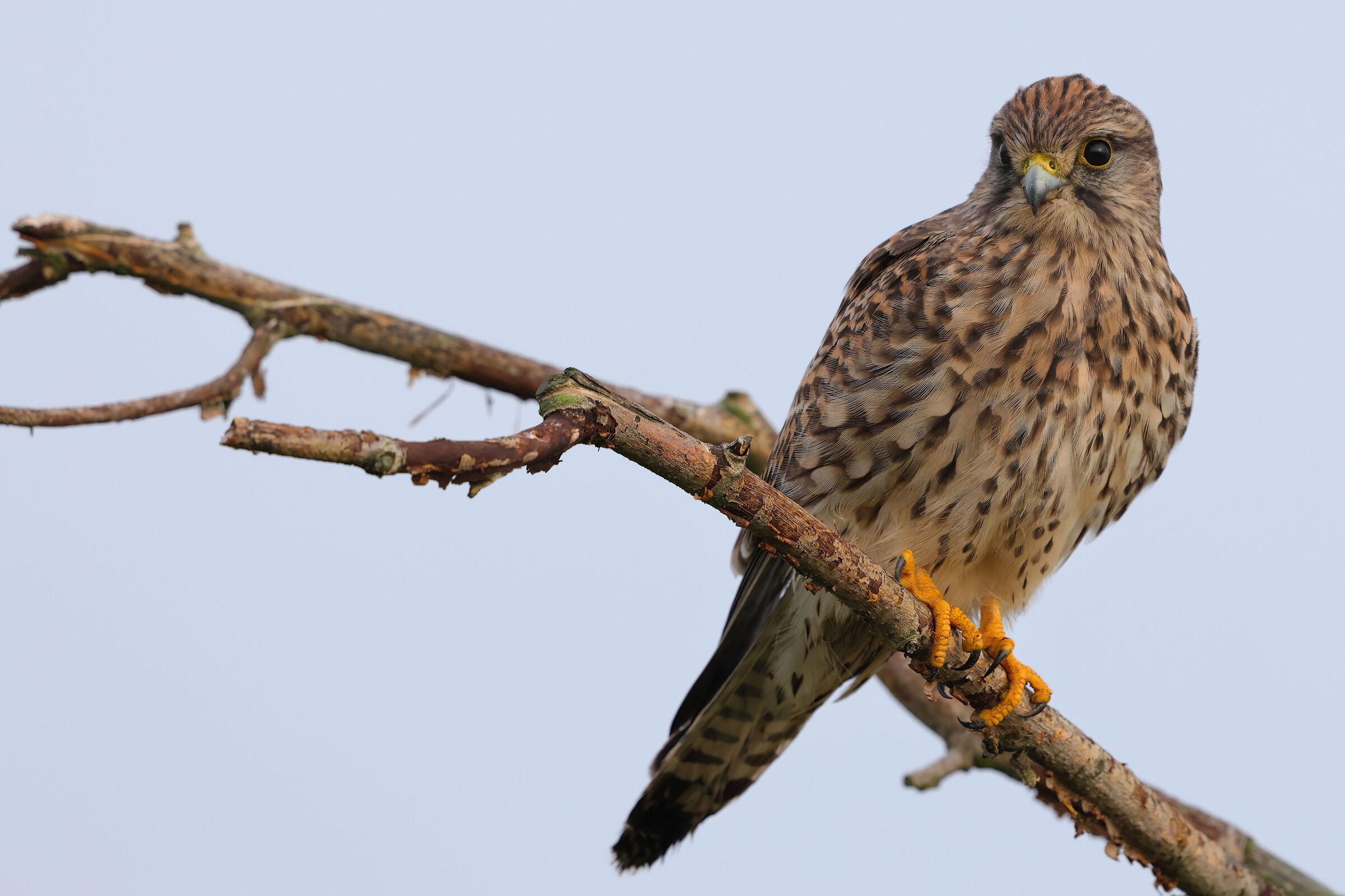 Kestrel