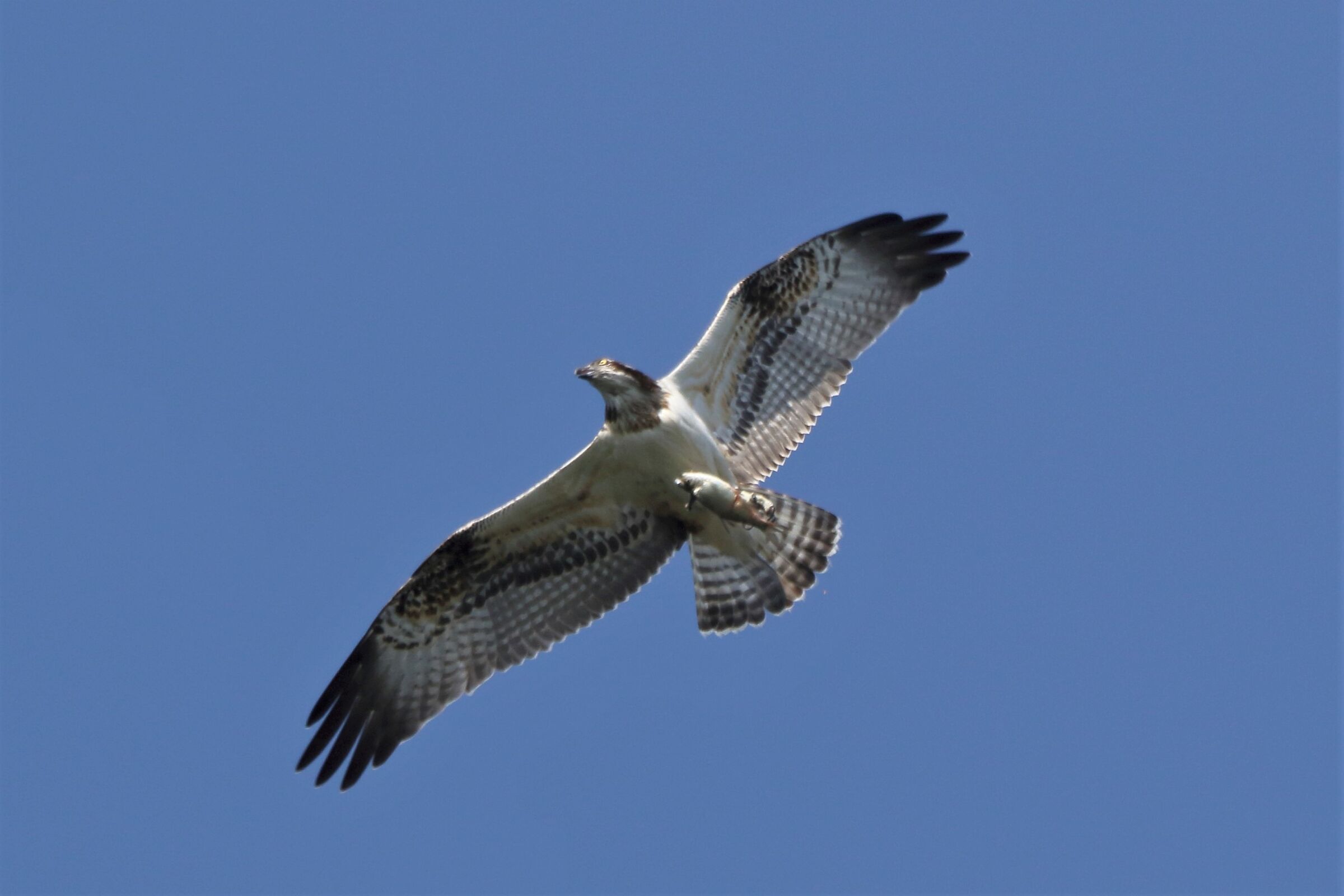 Osprey with prey 258