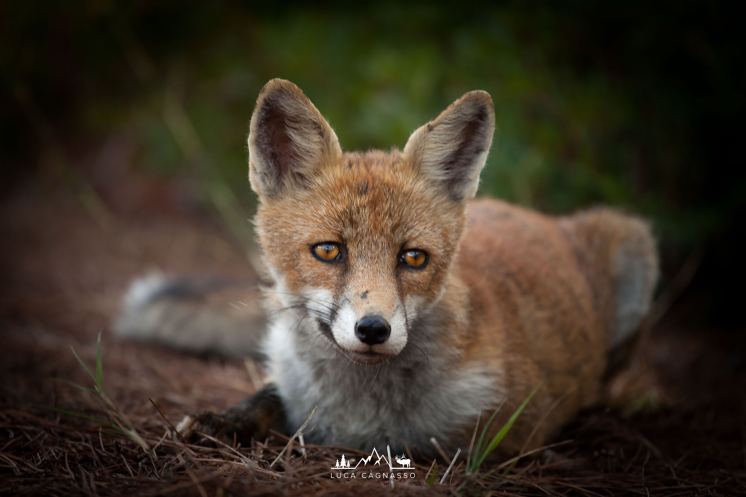 Fox 01