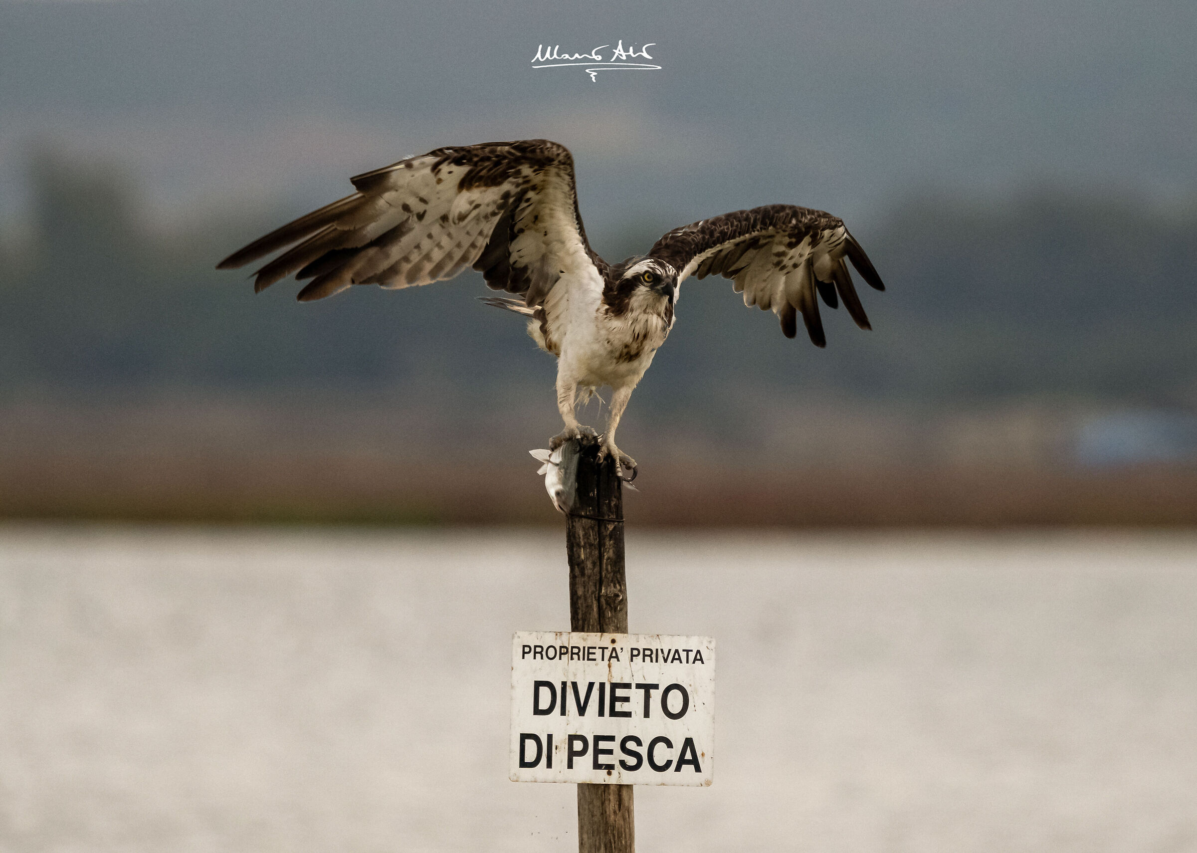 Falco pescatore