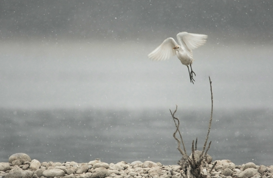 Cattle Egret