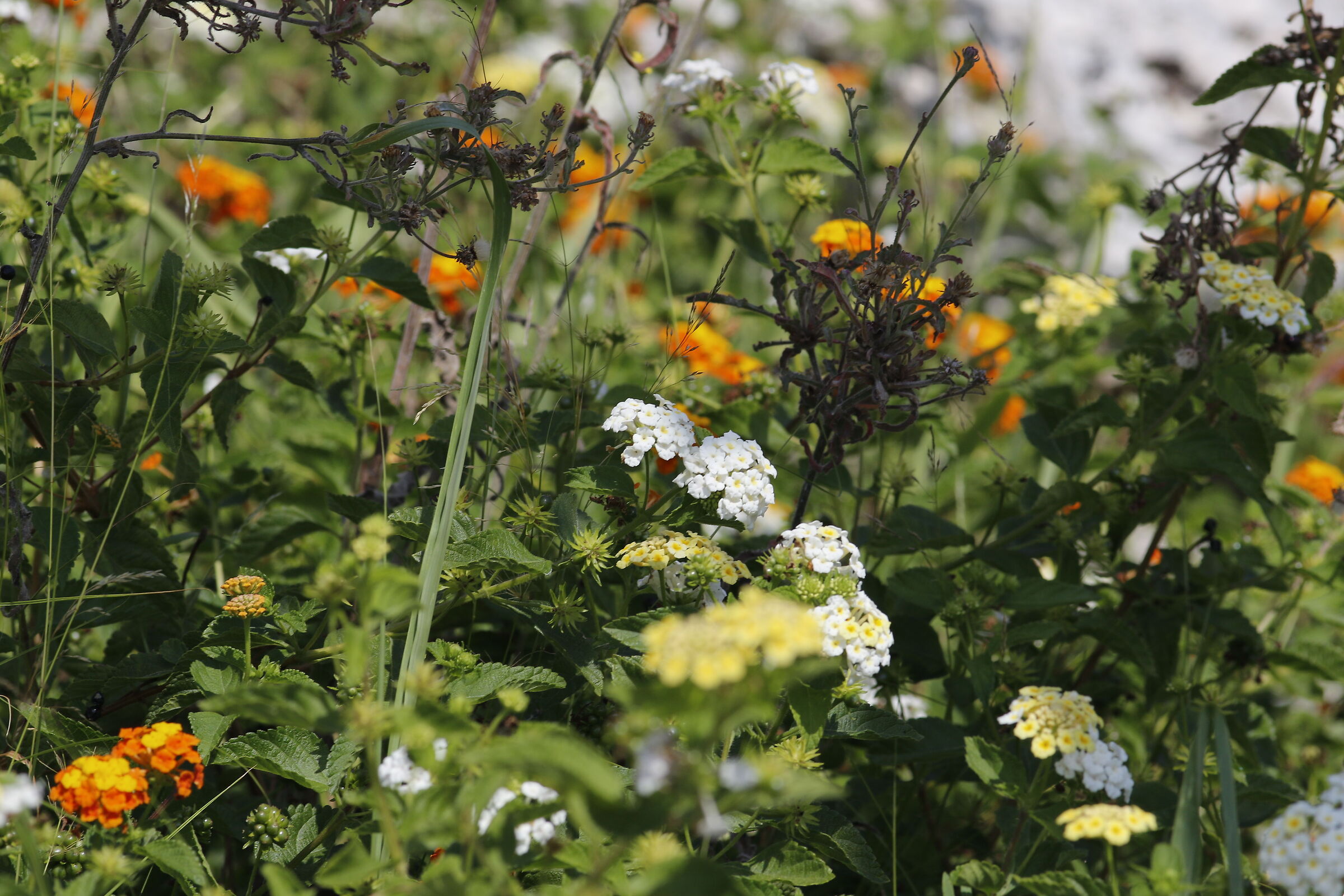 Canon 7d ii / 200 F.2.8 L