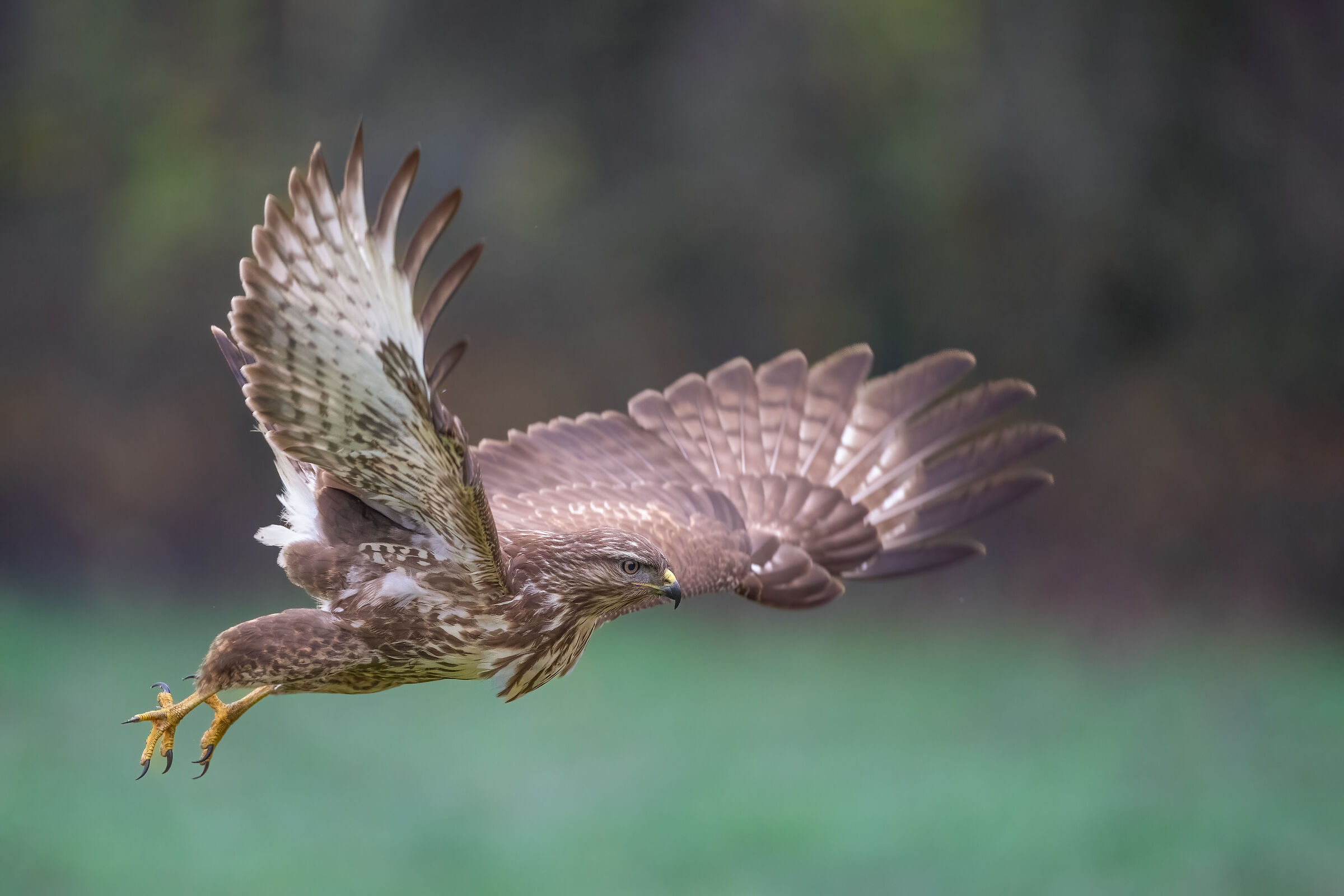 Buzzard in flight