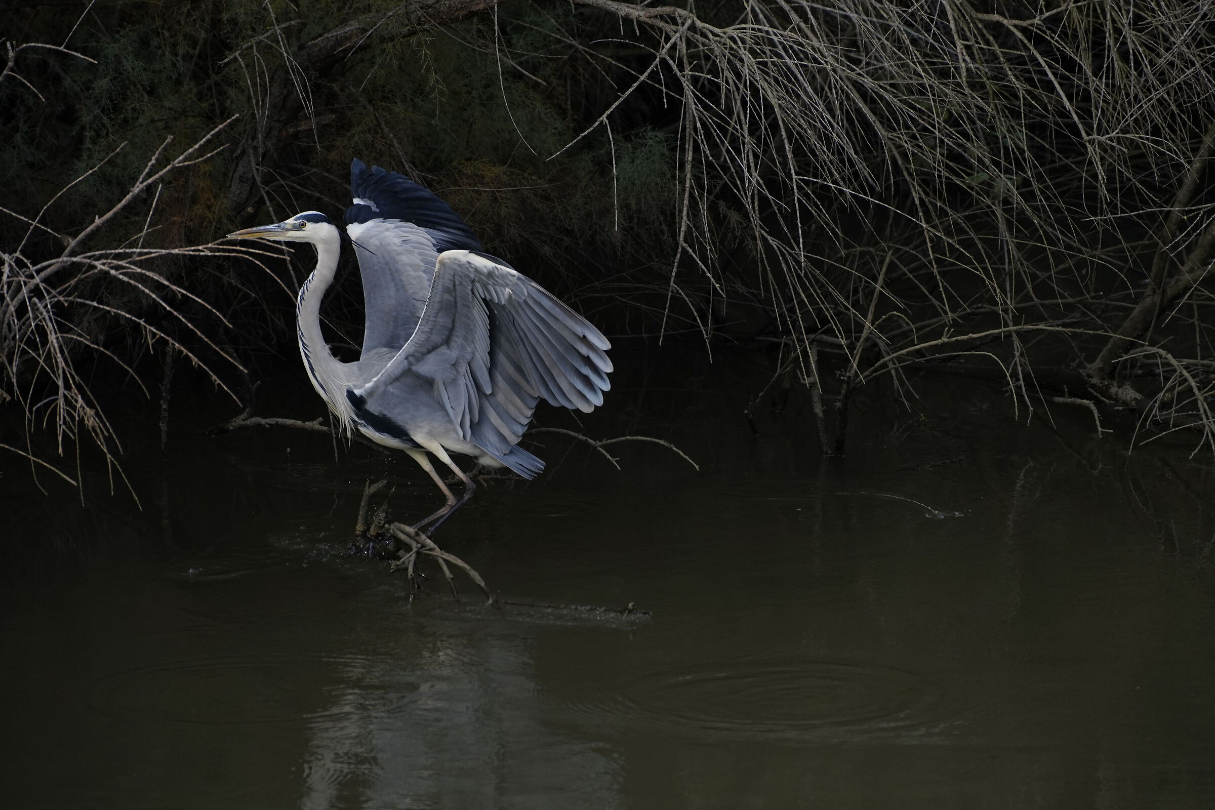 Incontri ravvicinati del 3 tipo...