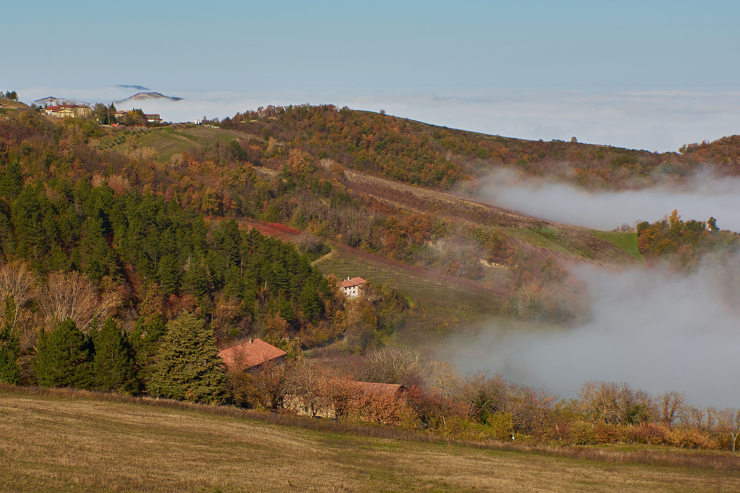 Mists