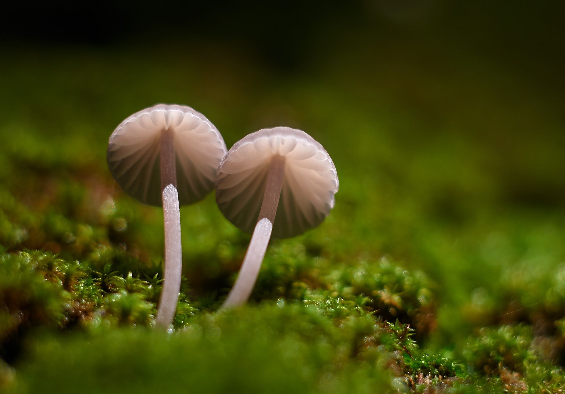 Mycena