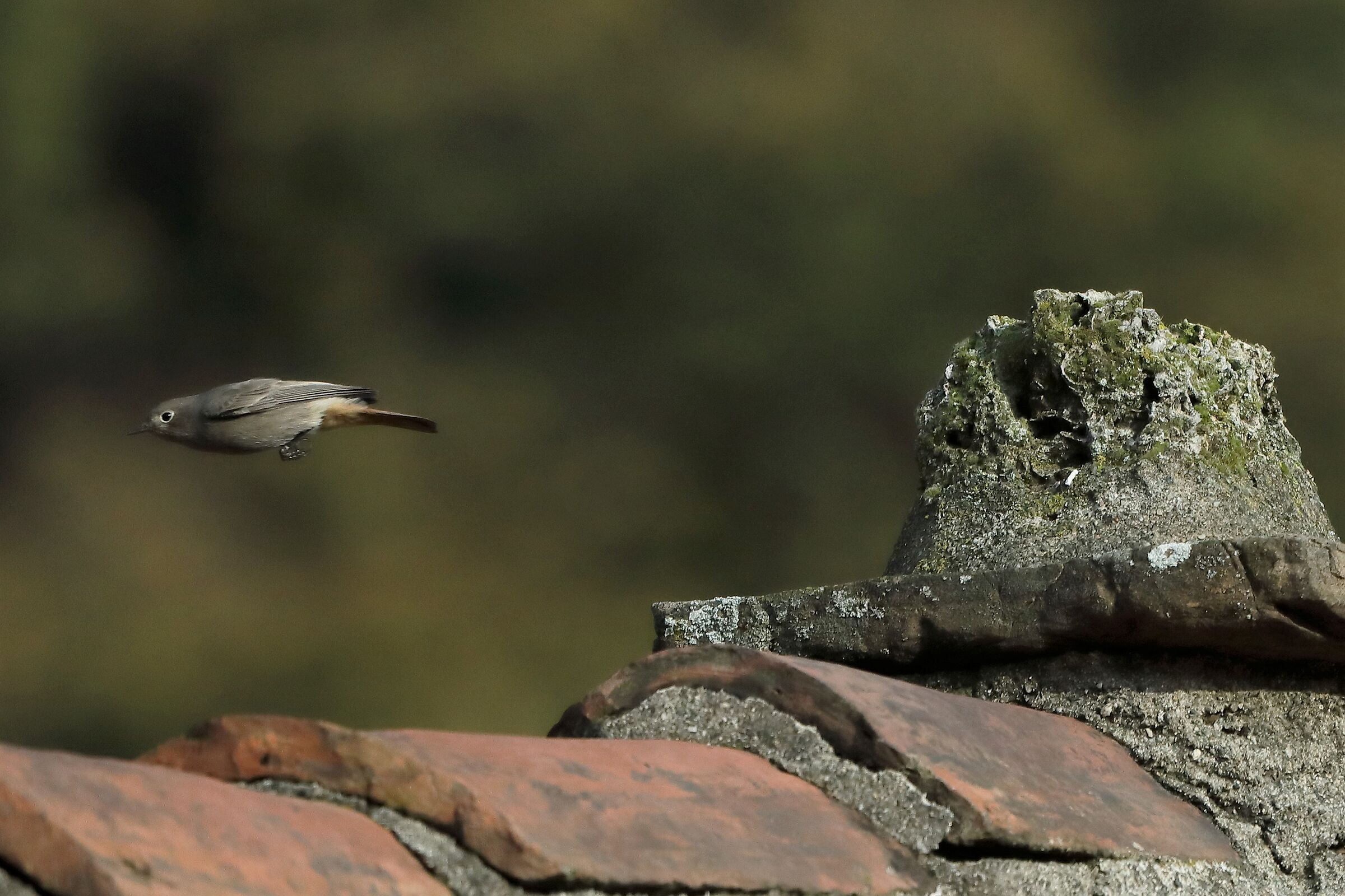 redstart in flight