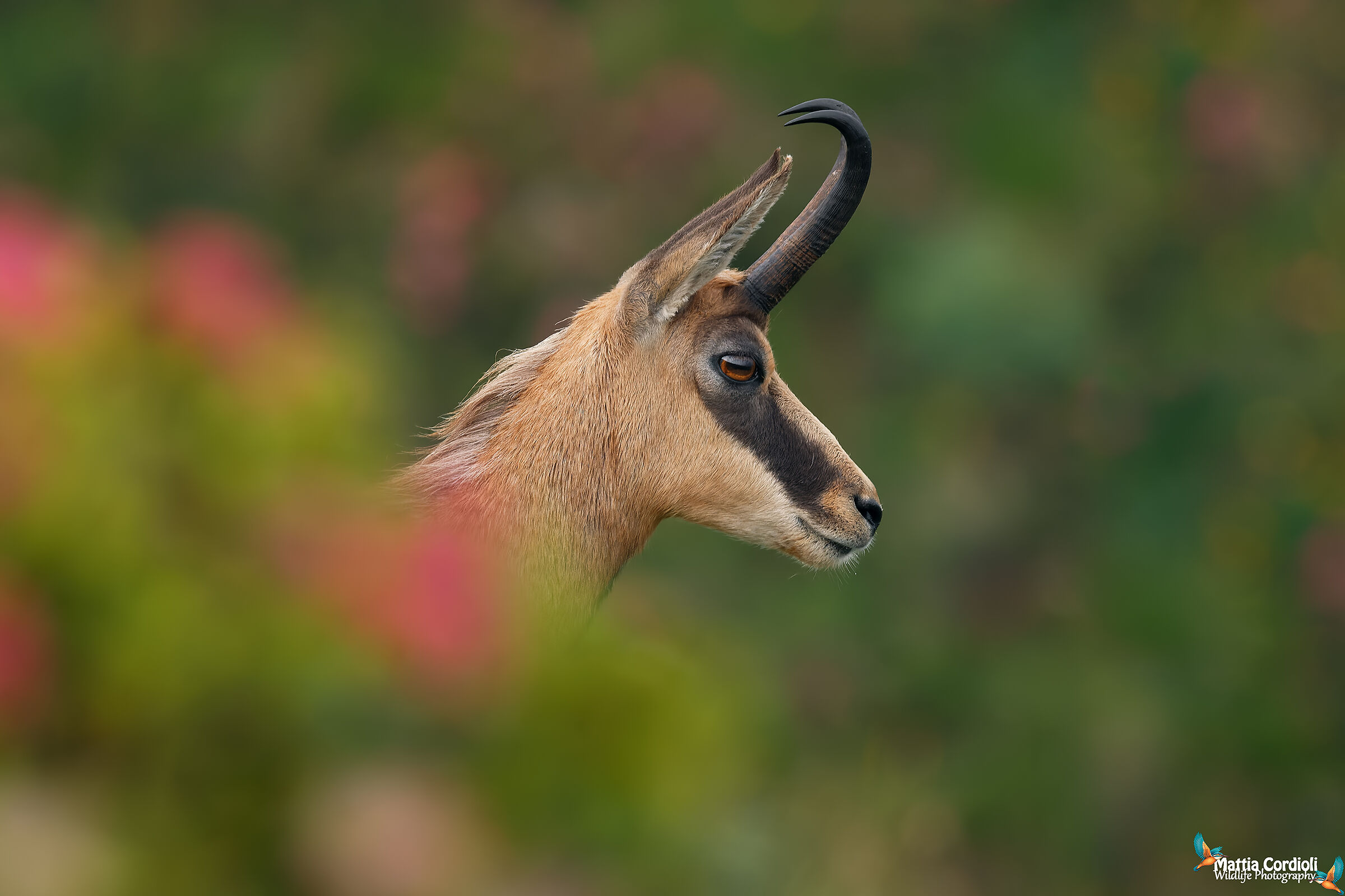 Chamois